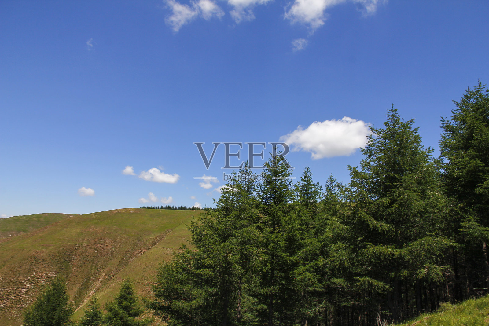 碧蓝天空下，绿色的山丘和松树构成的绝美自然风光照片摄影图片