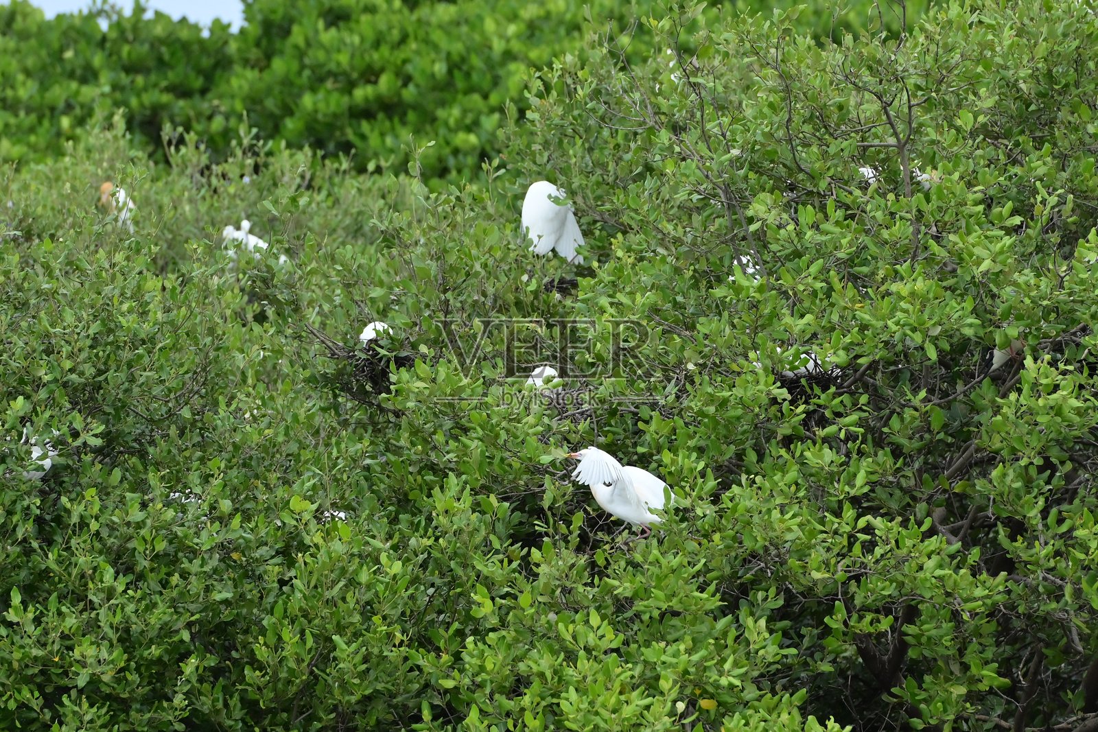 红树林栖息地，数千只鹳鸟的家园。照片摄影图片