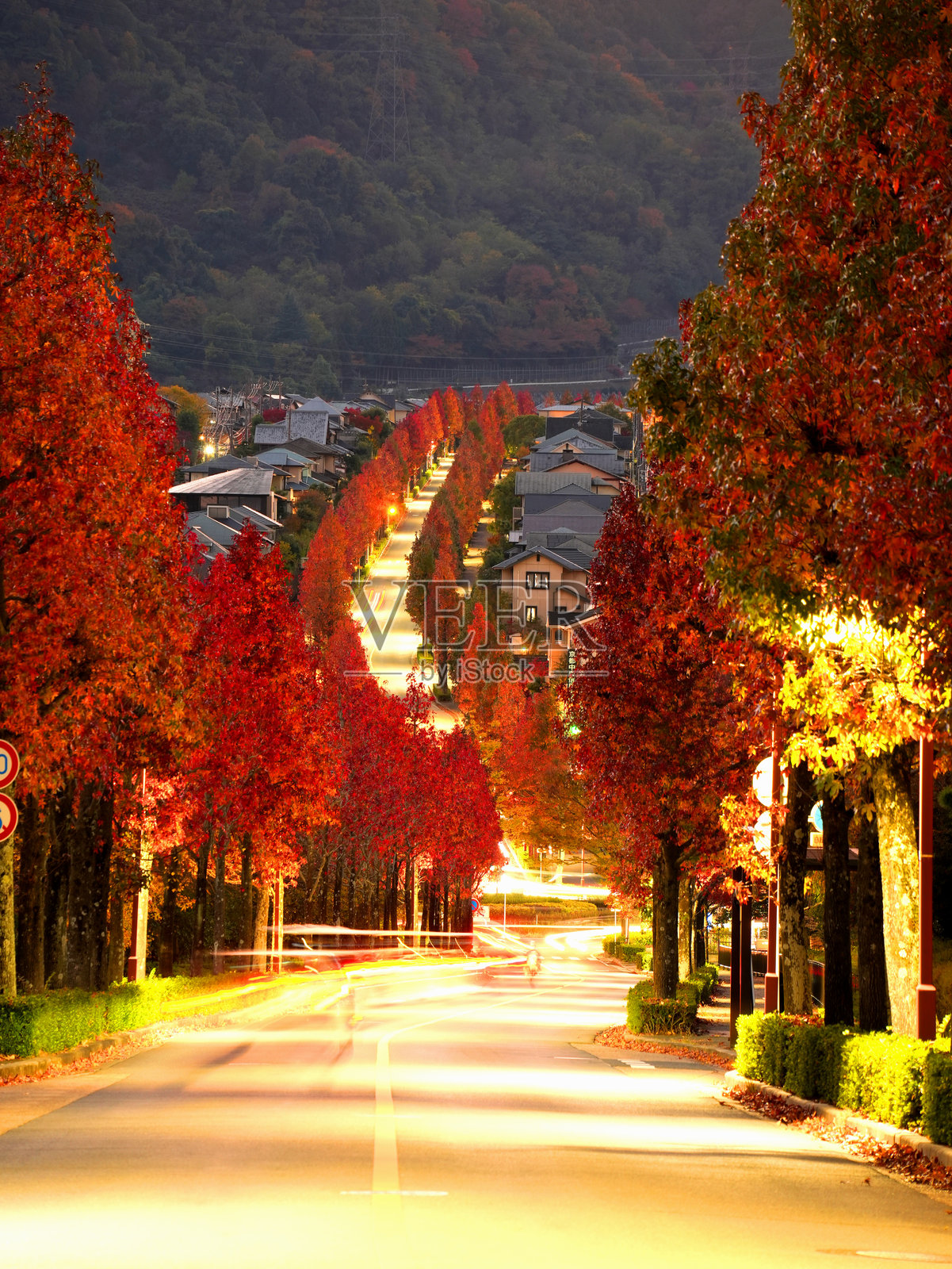 京都桂坂に並木道を作るフウの木照片摄影图片