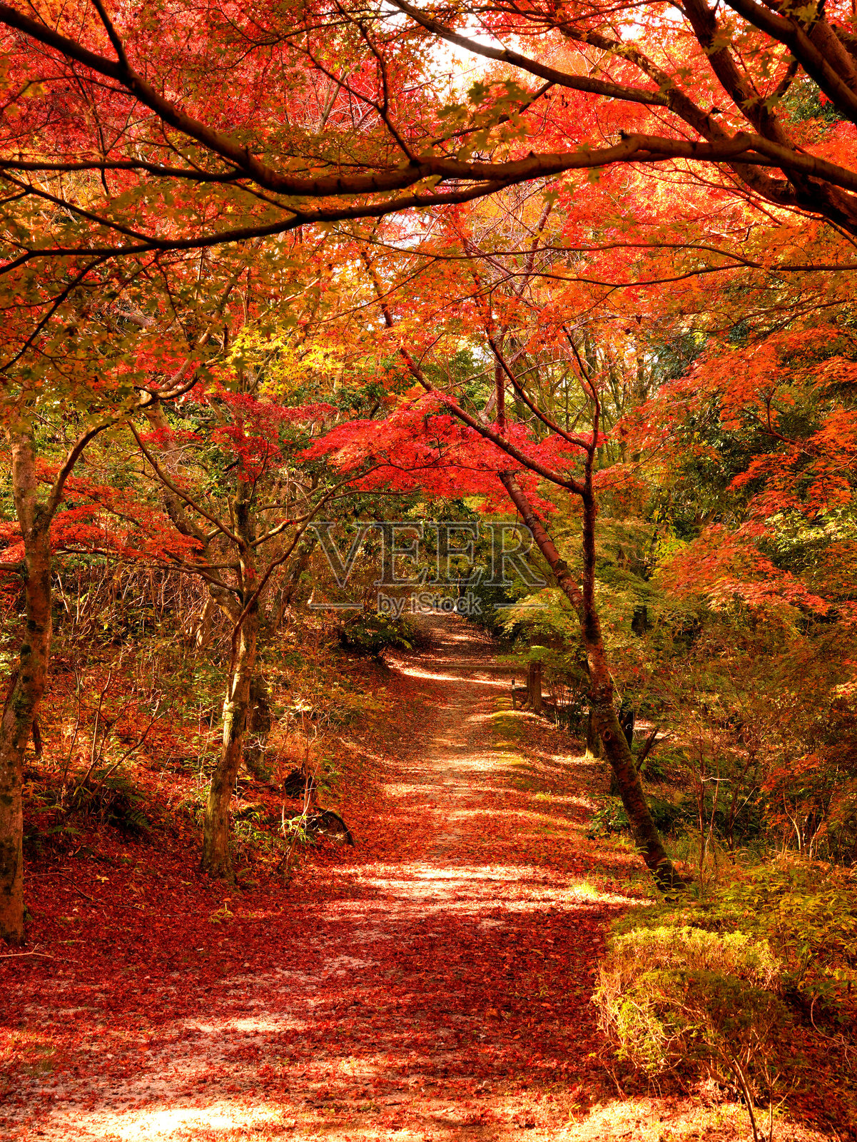 一条被秋叶环绕的小径照片摄影图片