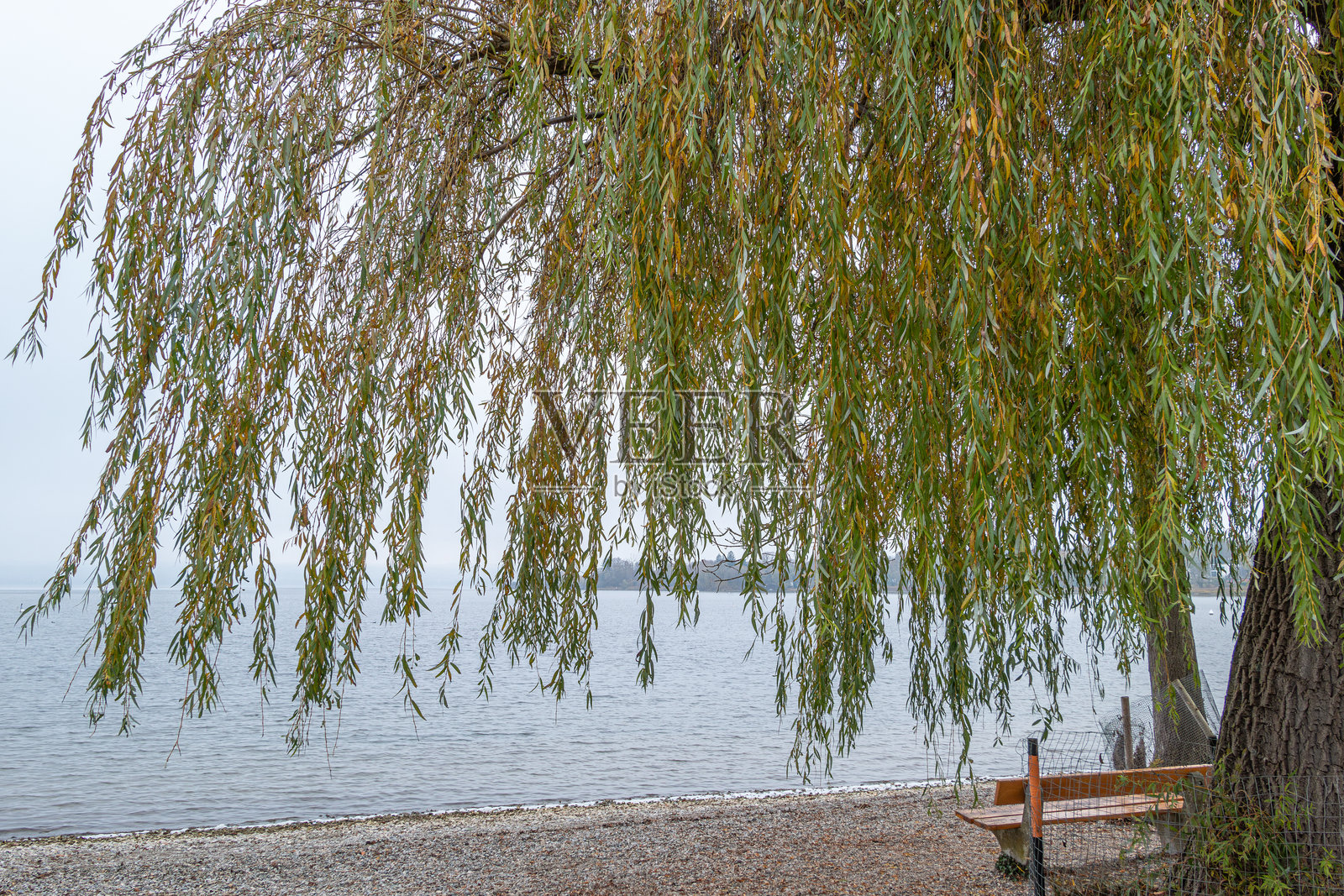 德国巴伐利亚州赫施兴镇阿默湖畔，秋日薄雾中的美丽柳树照片摄影图片