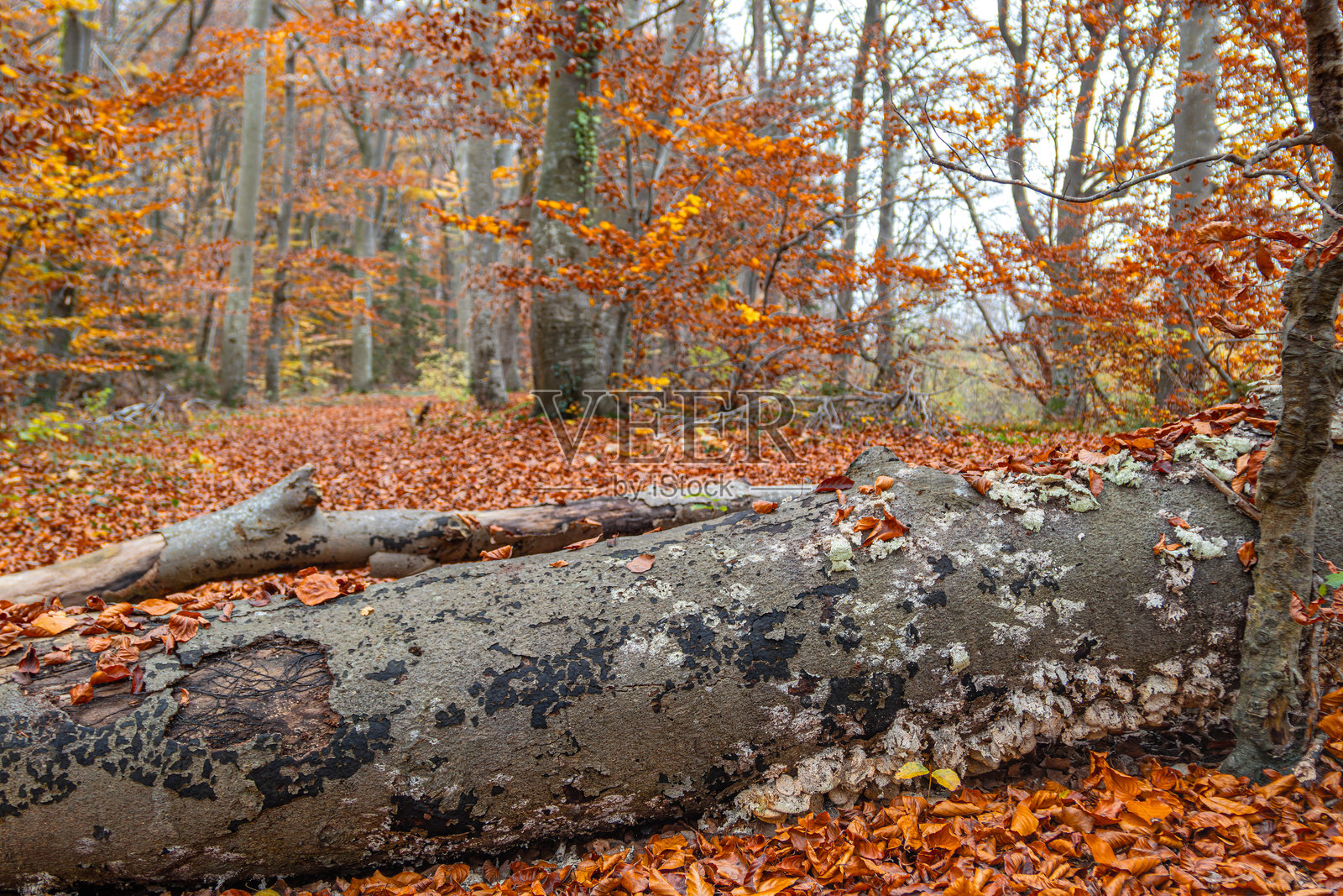 德国巴伐利亚州欧洲秋季森林中的老树桩照片摄影图片