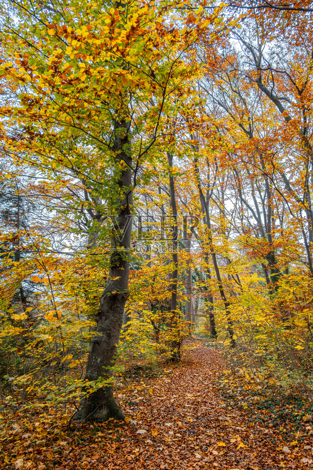 秋季巴伐利亚德国欧洲落叶林阴天雾气弥漫照片摄影图片