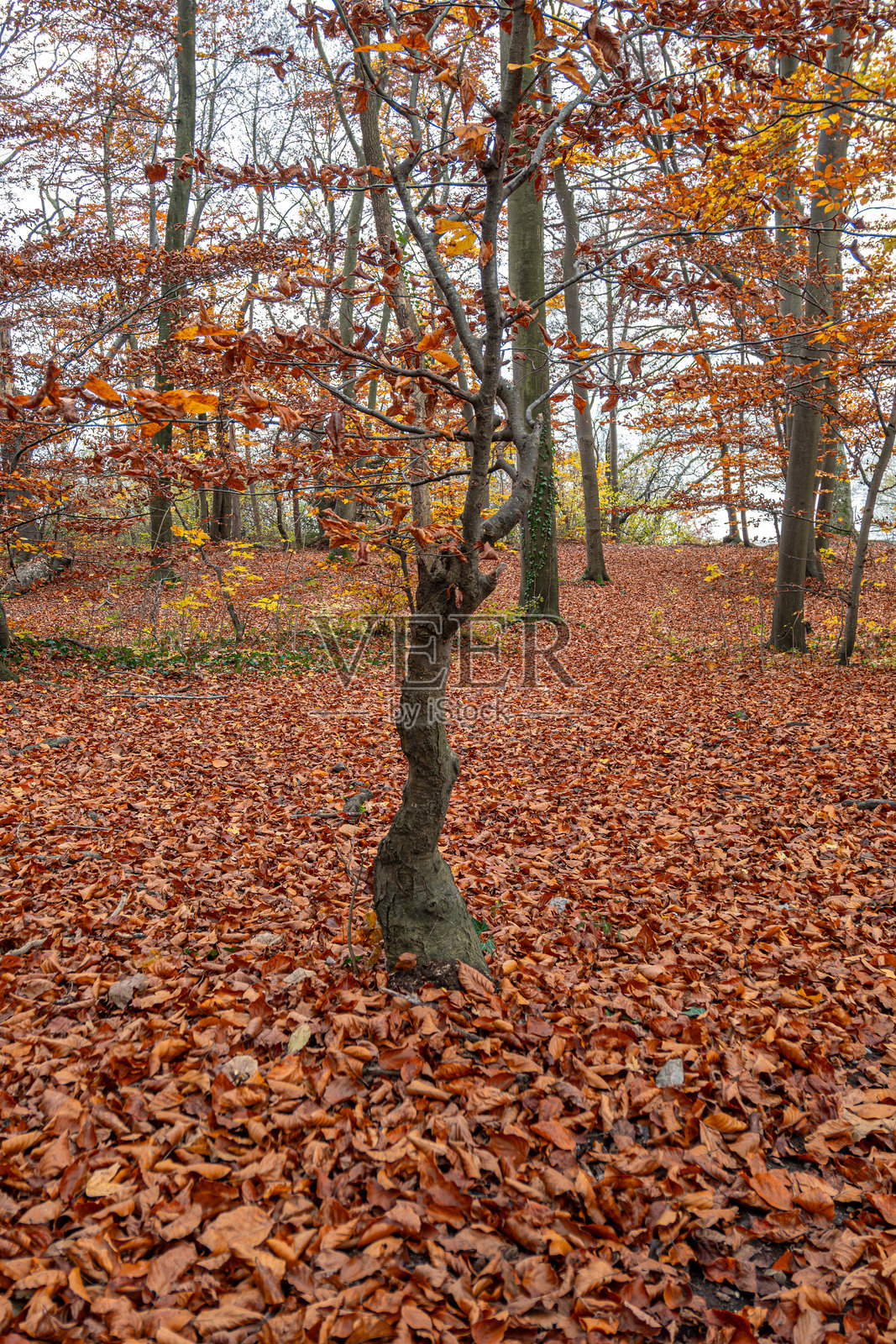 秋季巴伐利亚德国欧洲落叶林中阴天雾蒙蒙的一天照片摄影图片