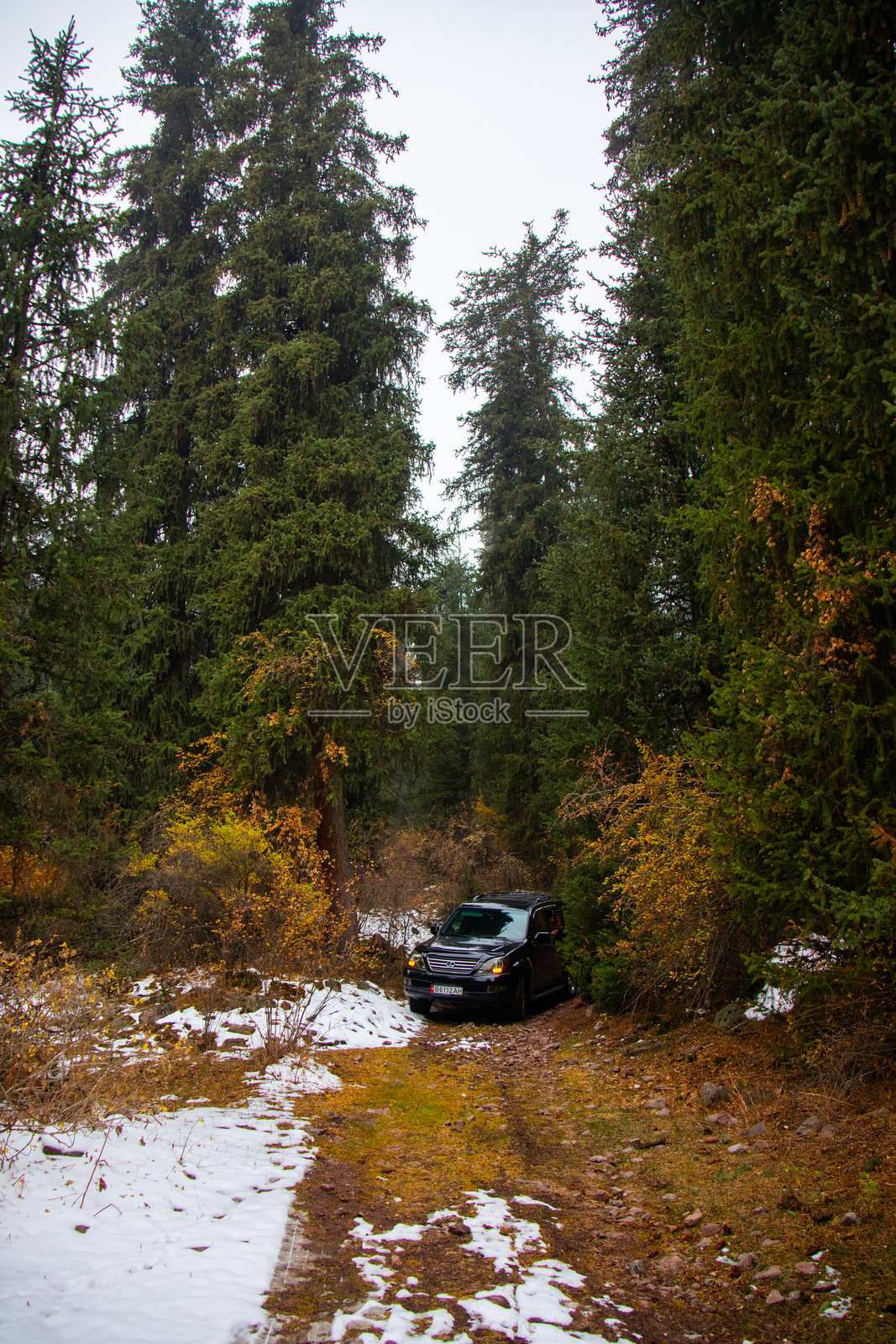 一辆黑色的丰田SUV停在雪地里的土路上，周围是茂密的森林。照片摄影图片
