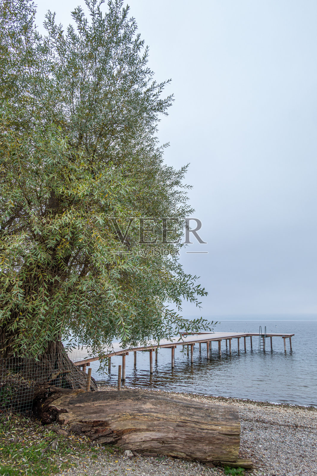 德国巴伐利亚州赫施兴镇阿默湖畔，秋日迷雾笼罩下的美丽柳树照片摄影图片