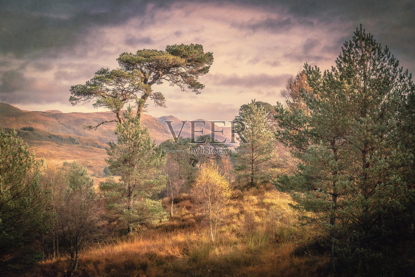 苏格兰高地照片摄影图片