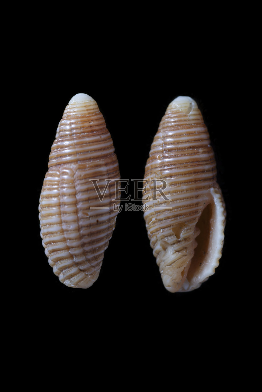 假性神经膜虫照片摄影图片