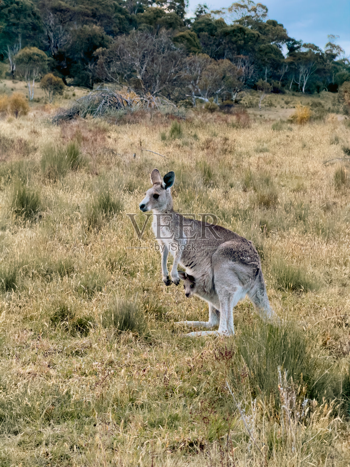 澳大利亚阿尔卑斯山摄影，雪山美景。澳大利亚新南威尔士州照片摄影图片