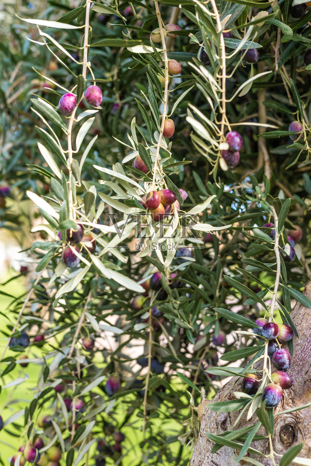 成熟的橄榄枝，叶片翠绿纤细，橄榄果呈紫绿相间，展示着丰收的健康景象。照片摄影图片