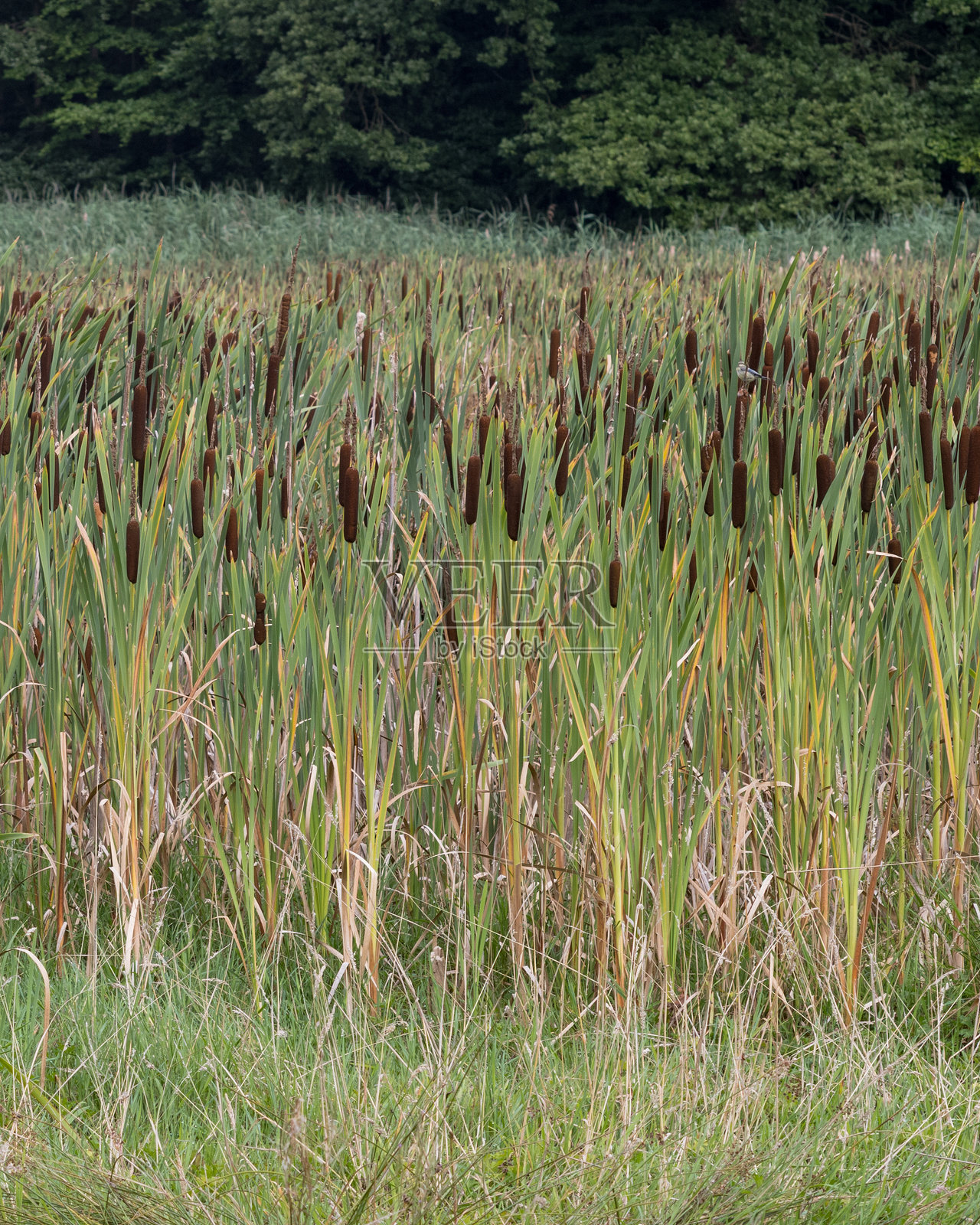 湿地栖息地中生长的蒲公英，周围是茂盛的绿草和树木照片摄影图片