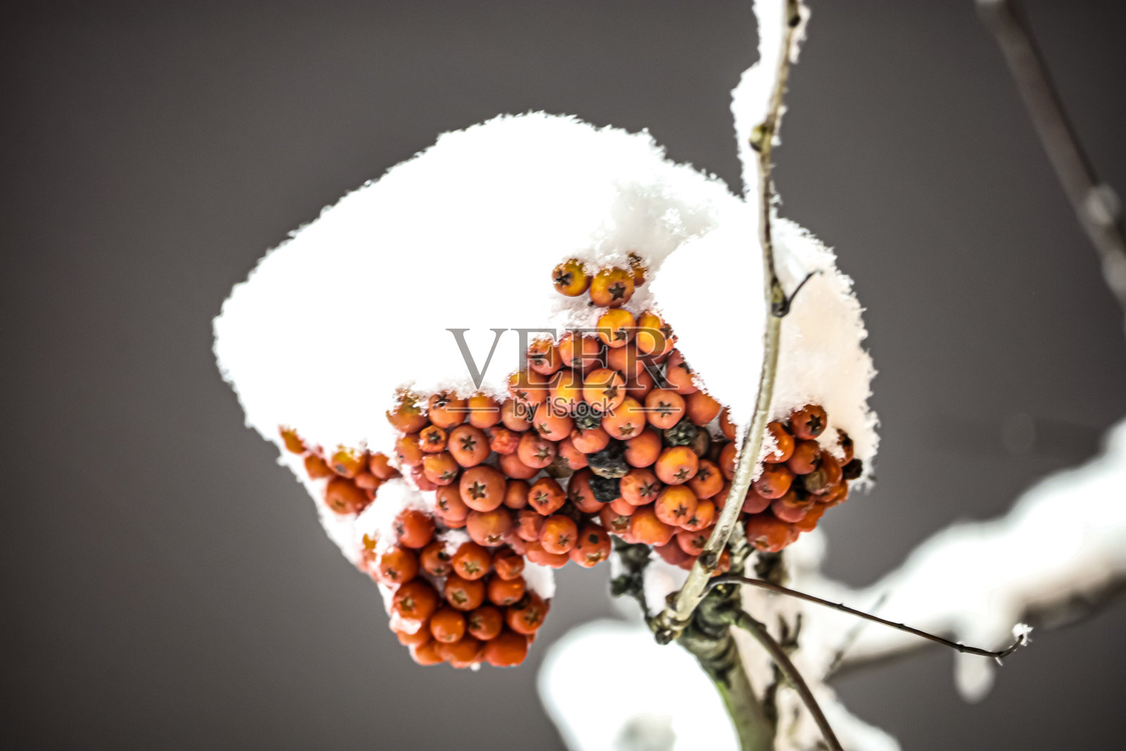 枝头覆雪的亮橙色罗文子串照片摄影图片