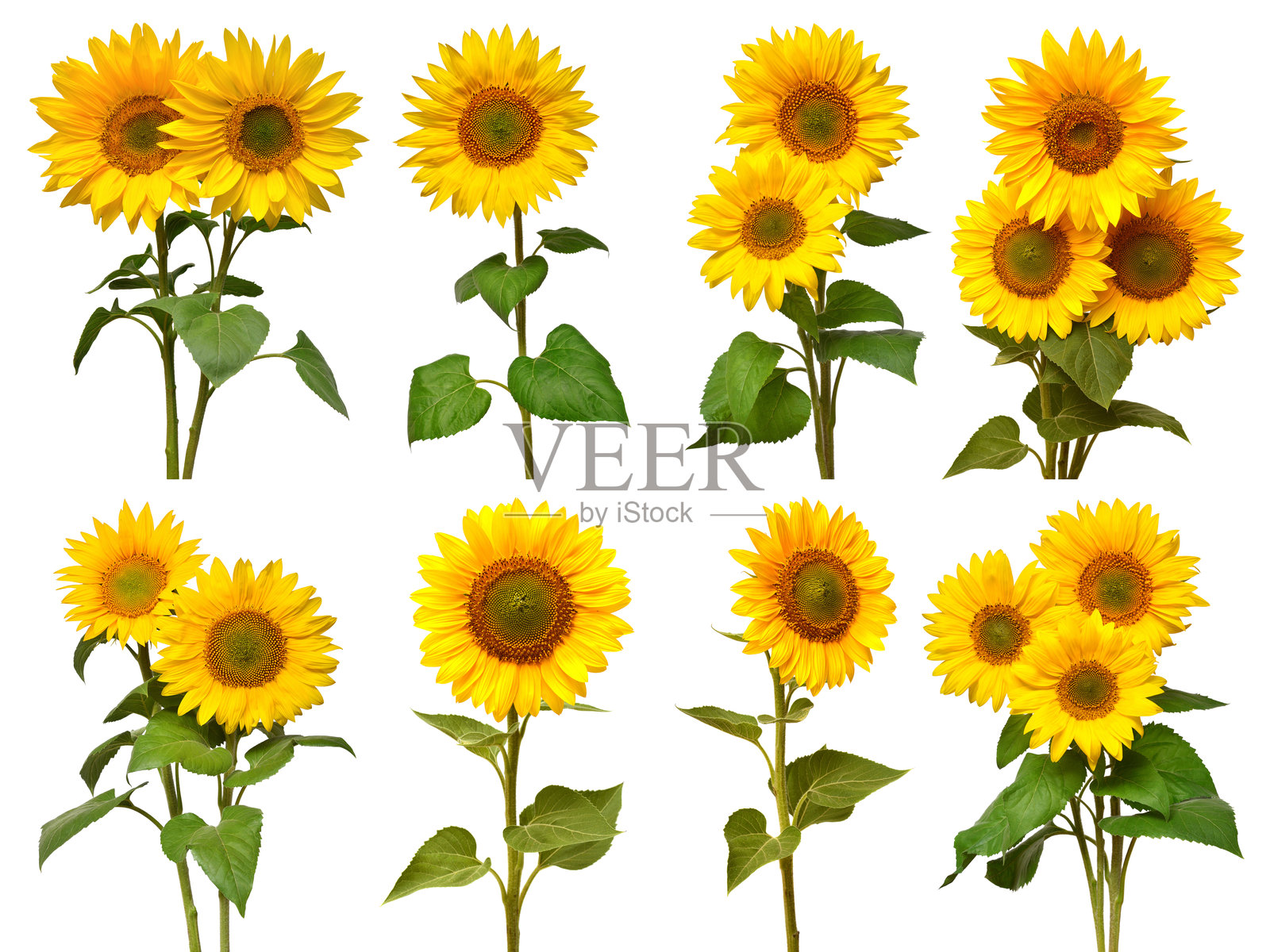 向日葵系列，各种花束，孤立在白色背景上。太阳的象征。黄色的花，农业。种子和油。俯视，顶视图。生物。生态。照片摄影图片