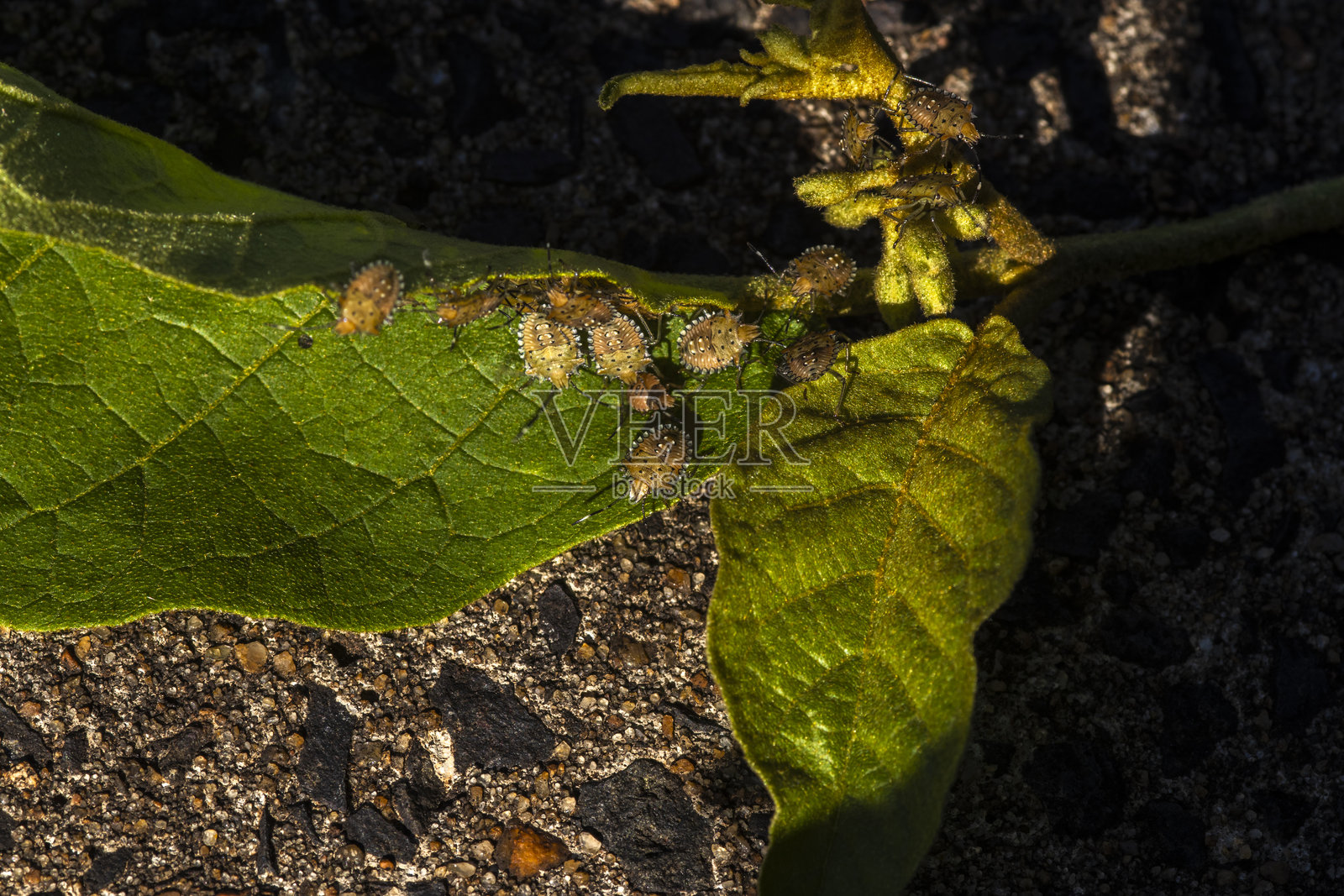 褐纹蝽若虫照片摄影图片