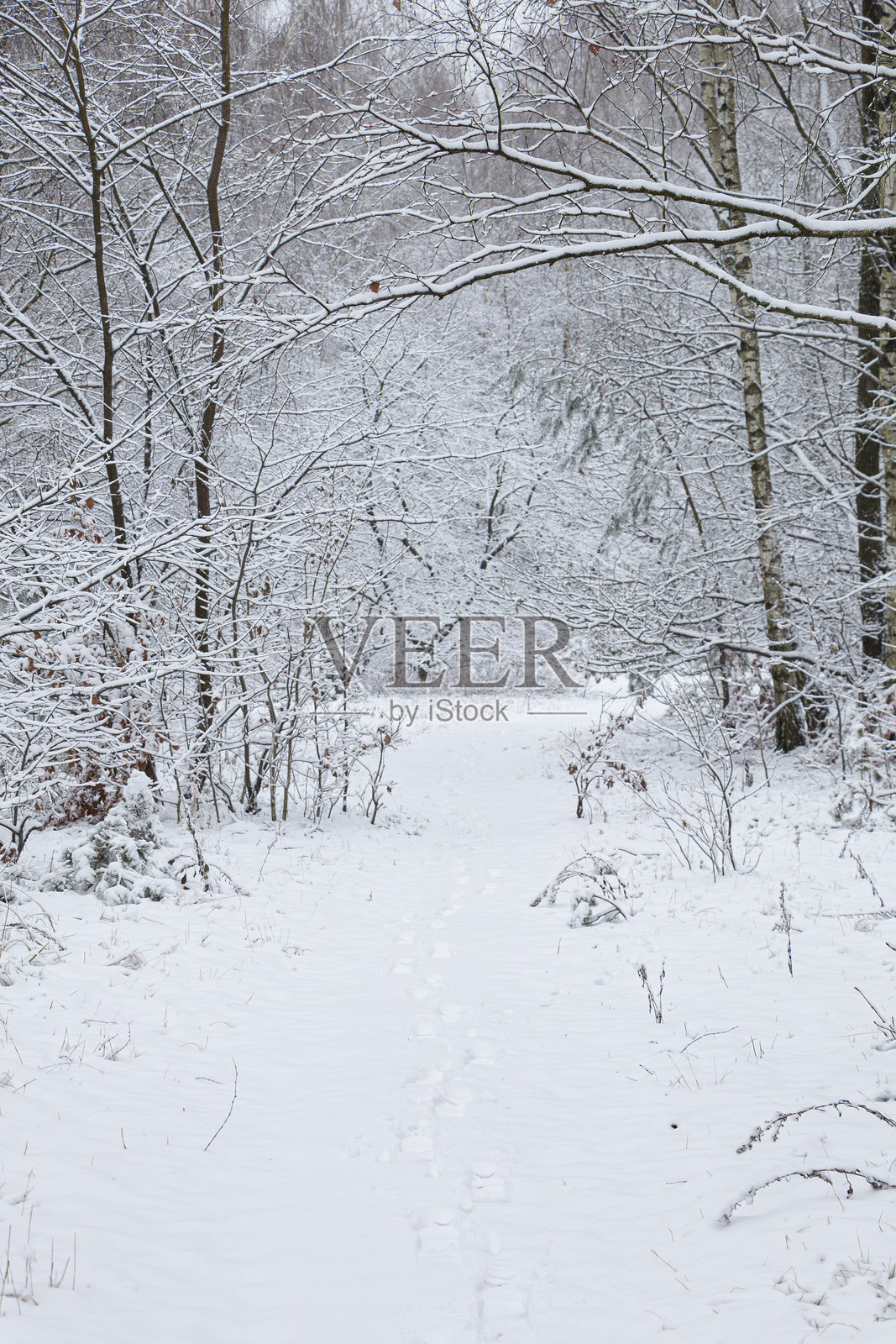 冬日雪景中的树木照片摄影图片