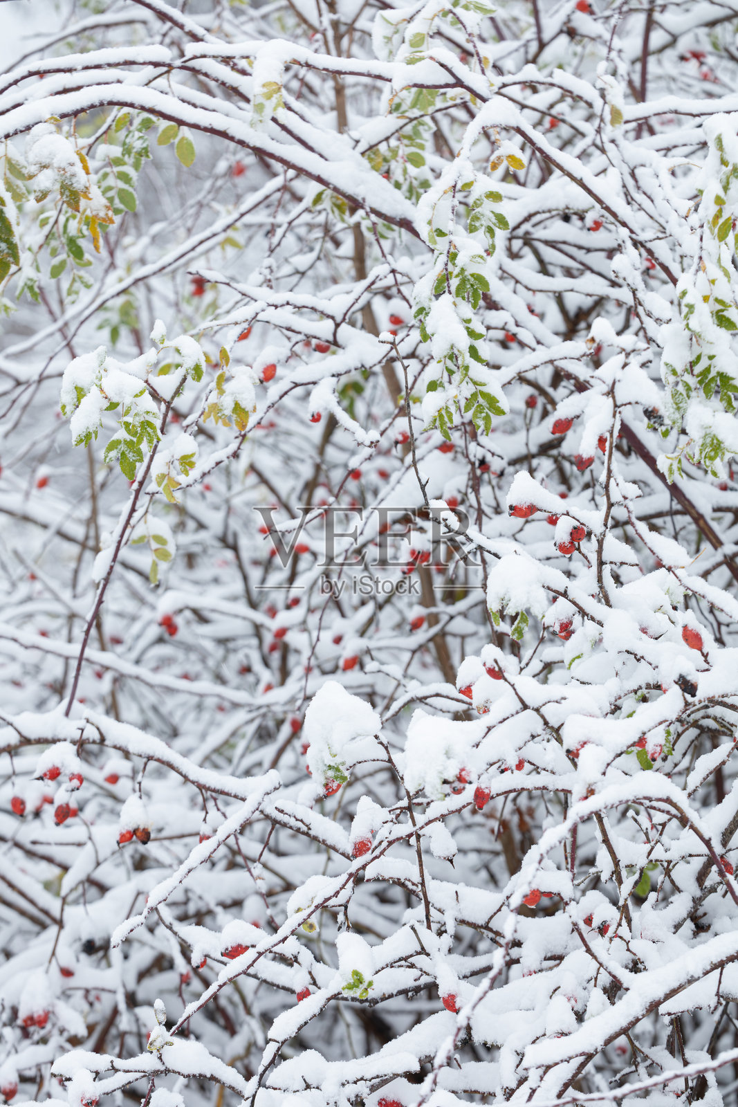 雪中的野玫瑰果照片摄影图片