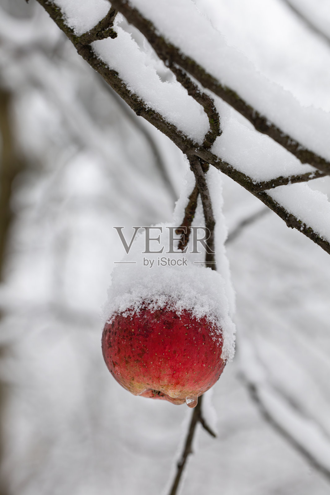 雪地里的红苹果在森林中照片摄影图片