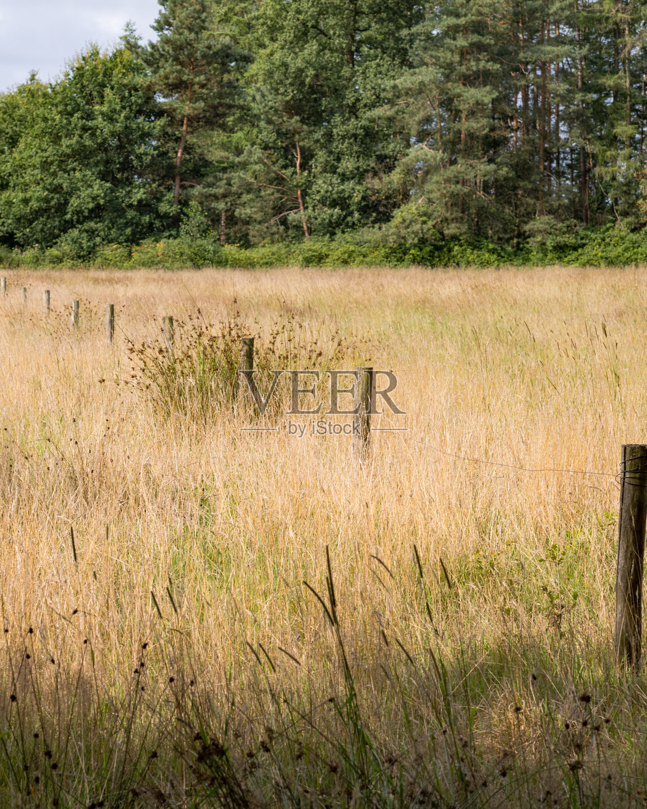 荷兰海尔德兰省金色草甸上延伸的木栅栏柱照片摄影图片