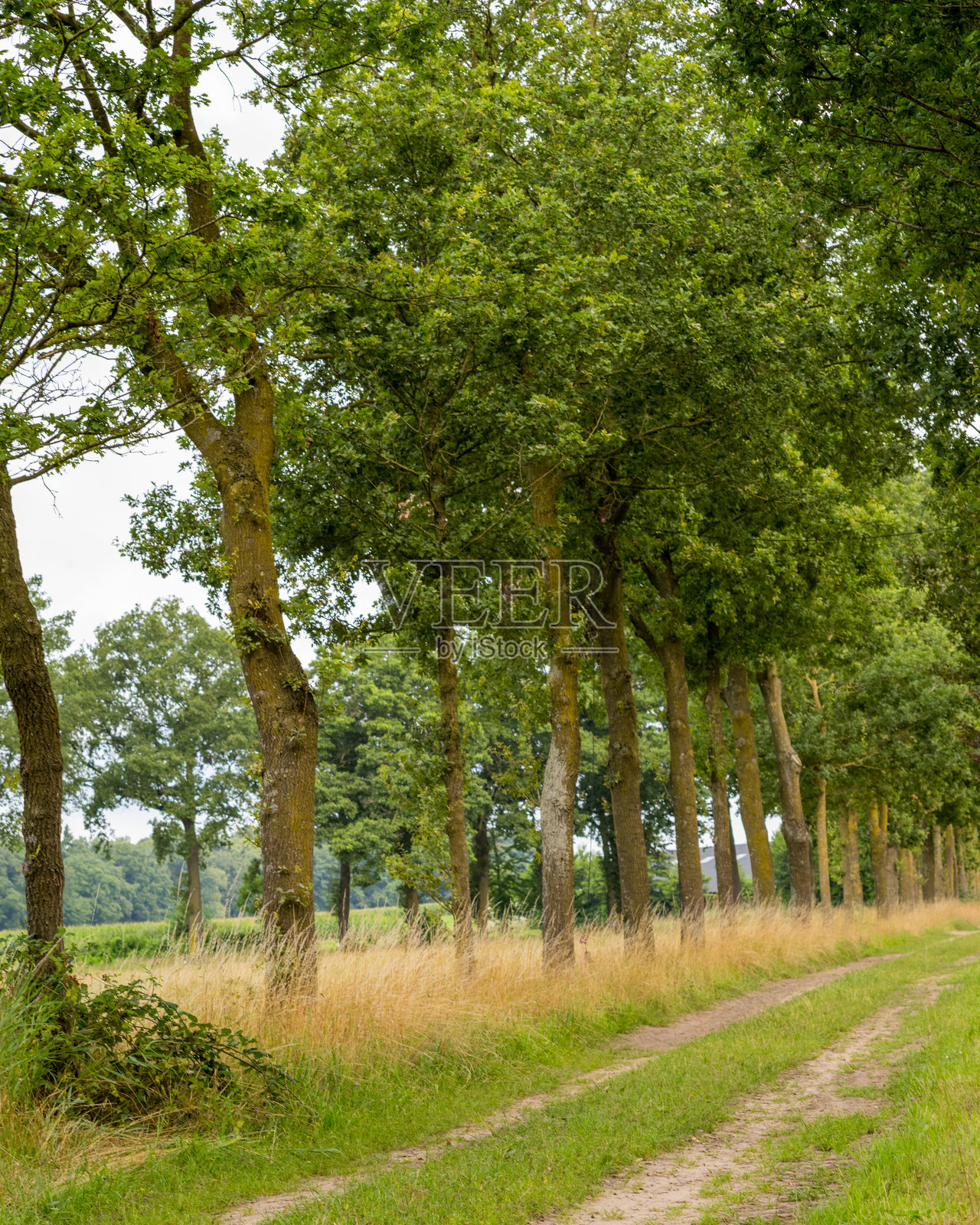 荷兰海尔德兰省，一条沙土小路蜿蜒穿过郁郁葱葱的绿树照片摄影图片