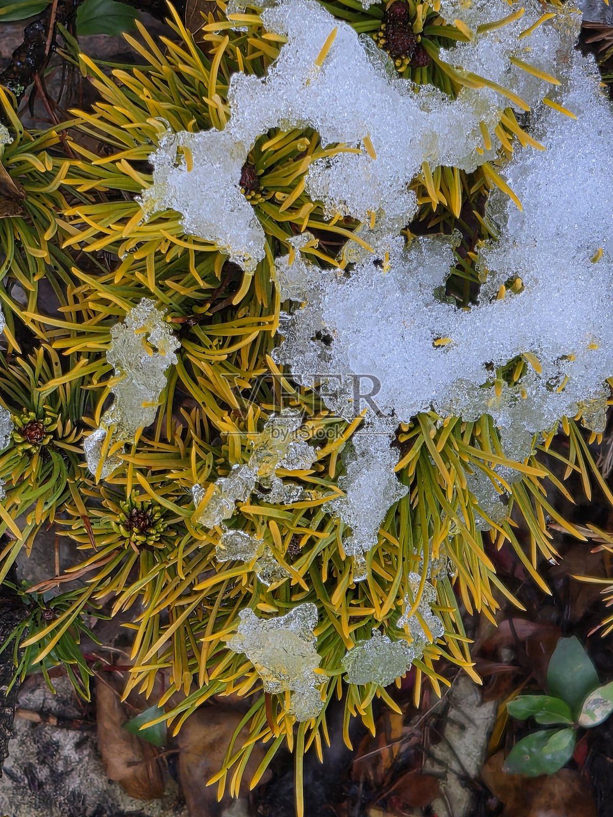 挂满冰柱的树枝照片摄影图片