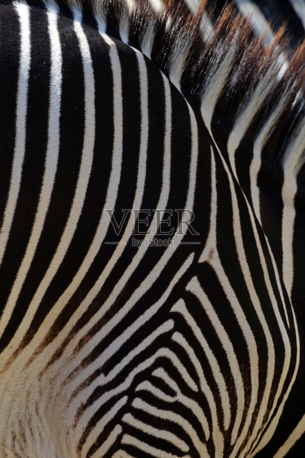 斑马照片摄影图片