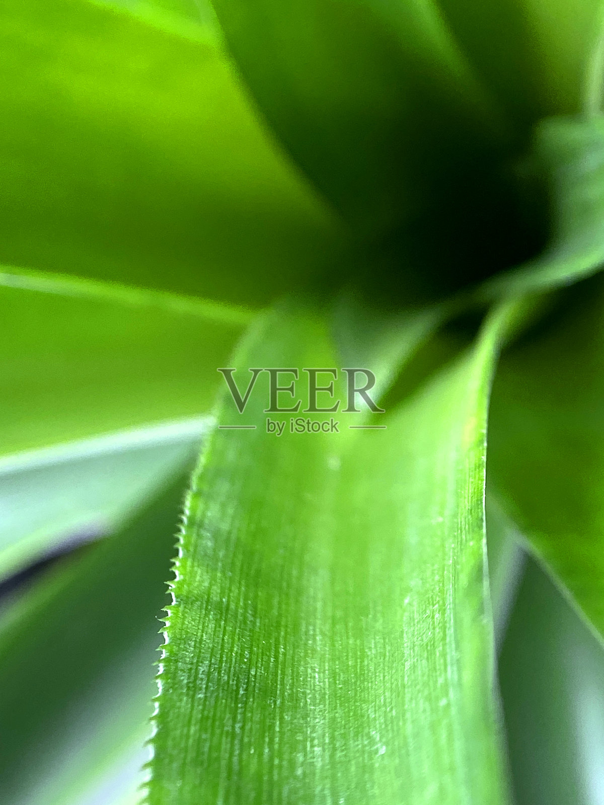 充满活力的绿色热带叶片宏观纹理自然抽象照片摄影图片