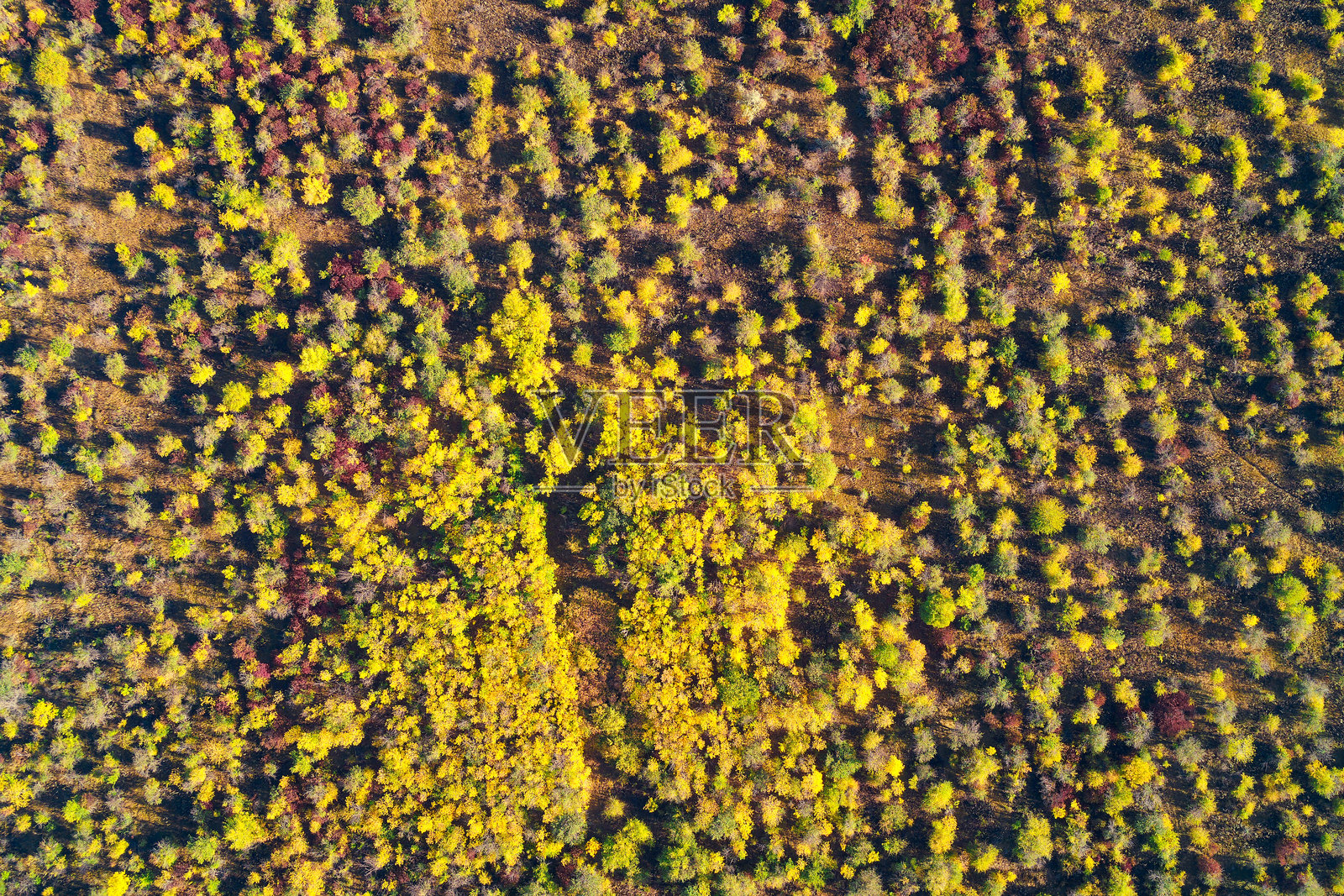 充满活力的秋季森林纹理。俯瞰茂密的黄红色树叶，形成抽象的自然图案——季节更替照片摄影图片