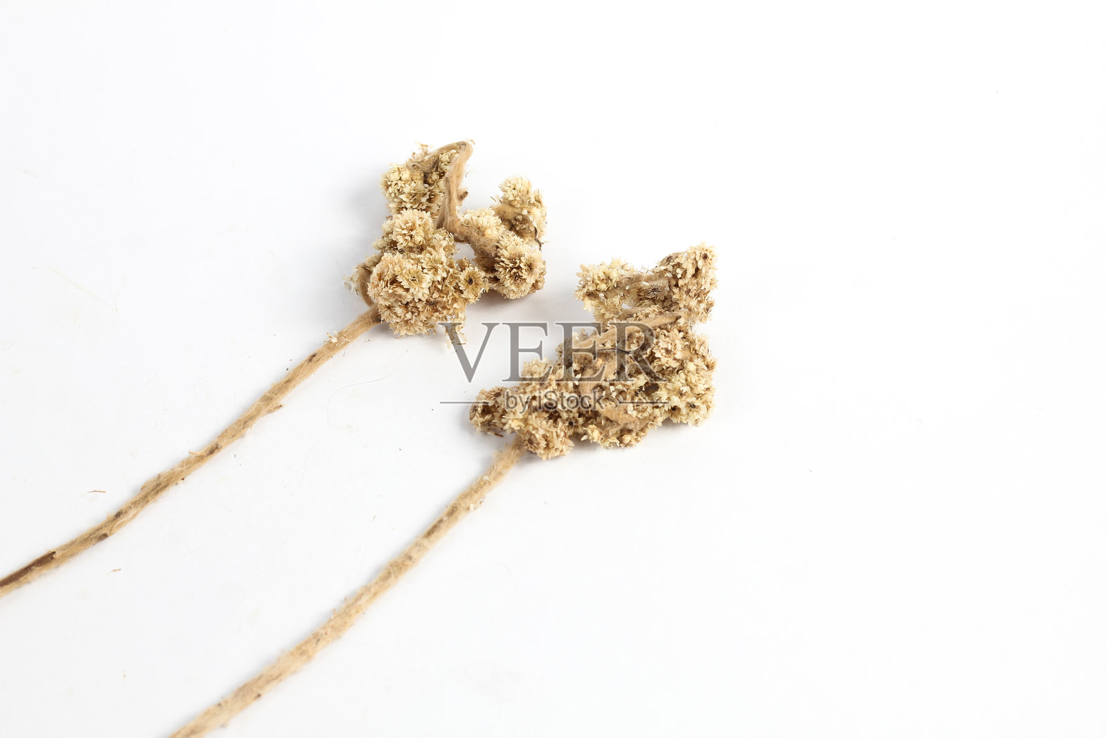 两朵干燥的雪绒花，在白色背景上孤立照片摄影图片