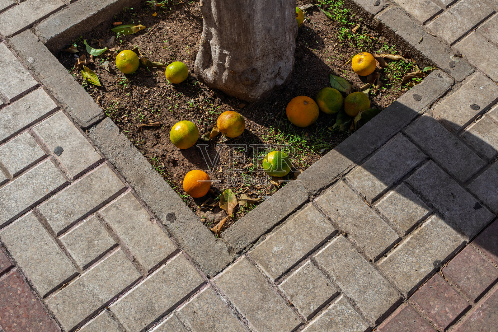 掉落在城市人行道地面的柑橘类水果照片摄影图片