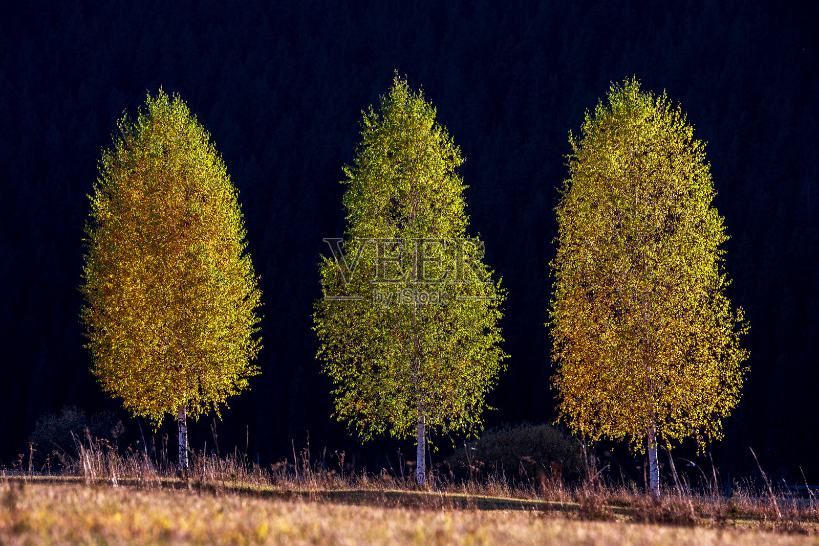 夕阳下的白桦林，背景为松树林。照片摄影图片