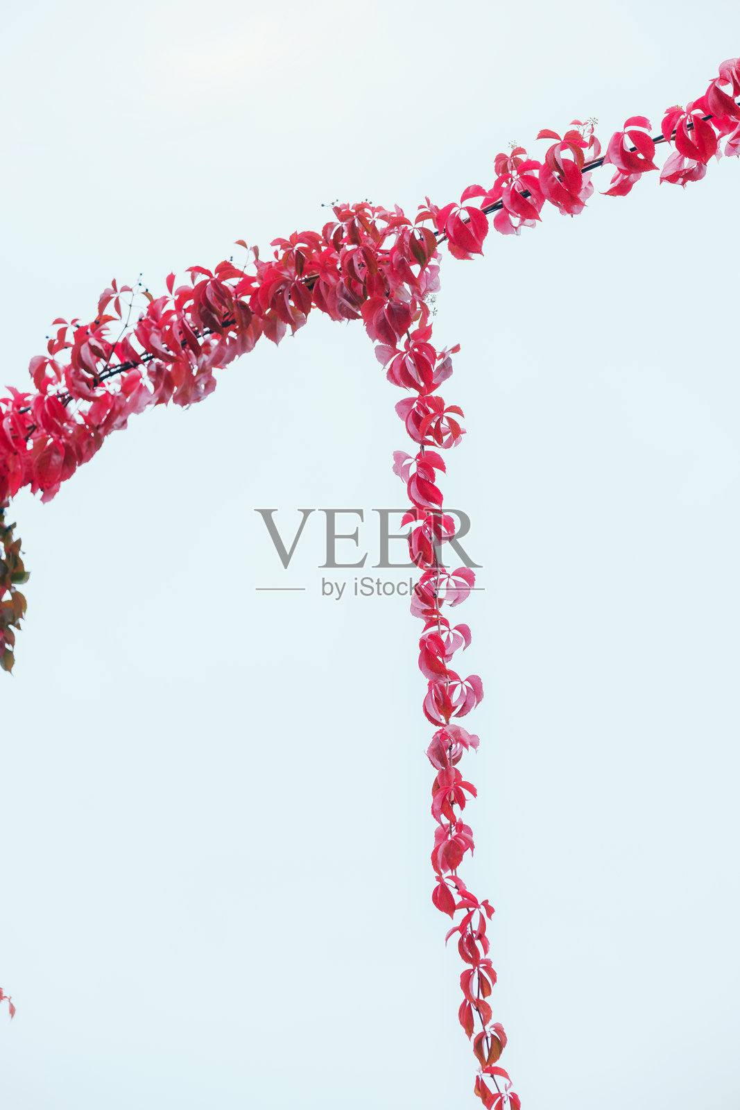 枝头鲜红的秋叶，背景是柔和的天空照片摄影图片