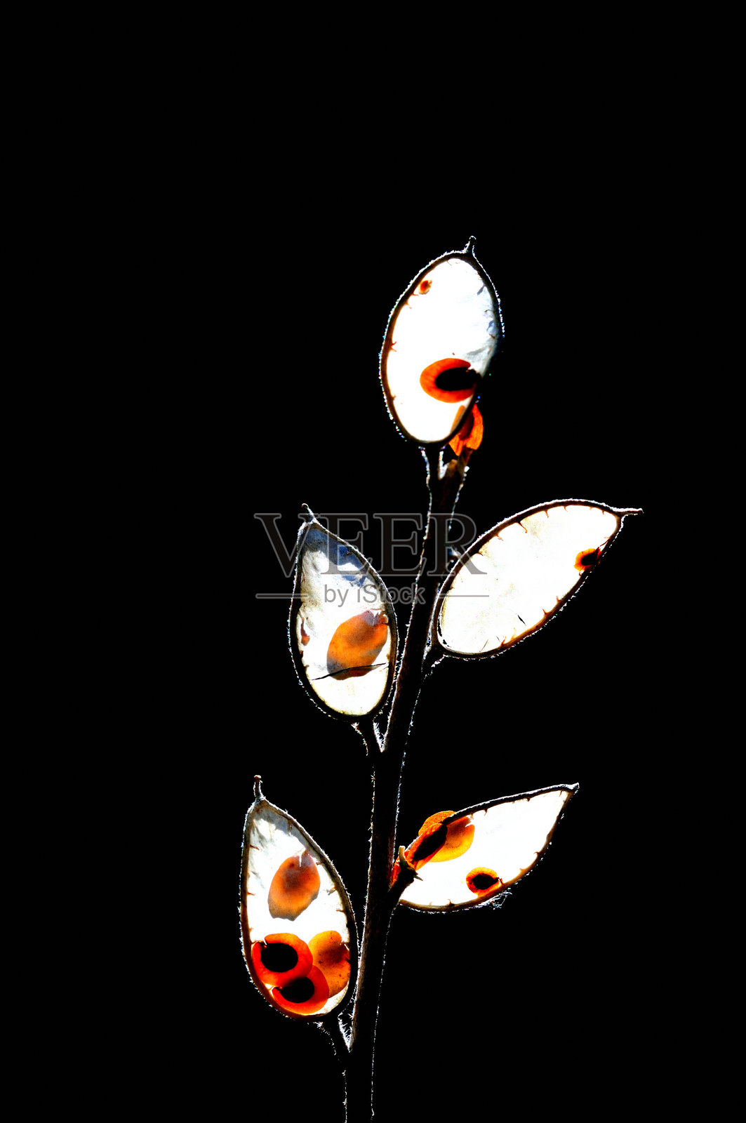 黑色背景下的半透明种子荚，带有背光——抽象植物概念照片摄影图片