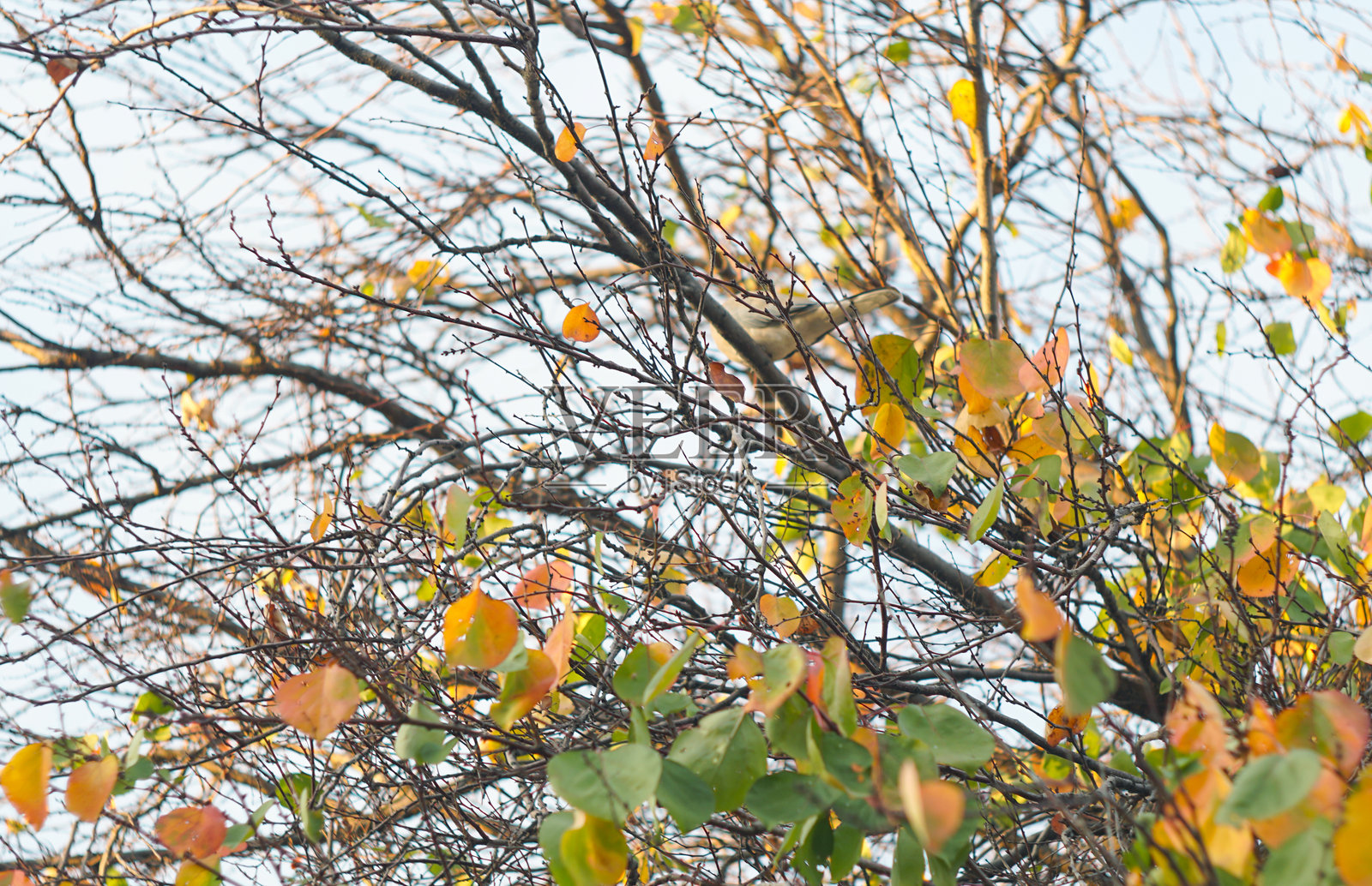 鸟儿栖息在黄叶的树上。照片摄影图片