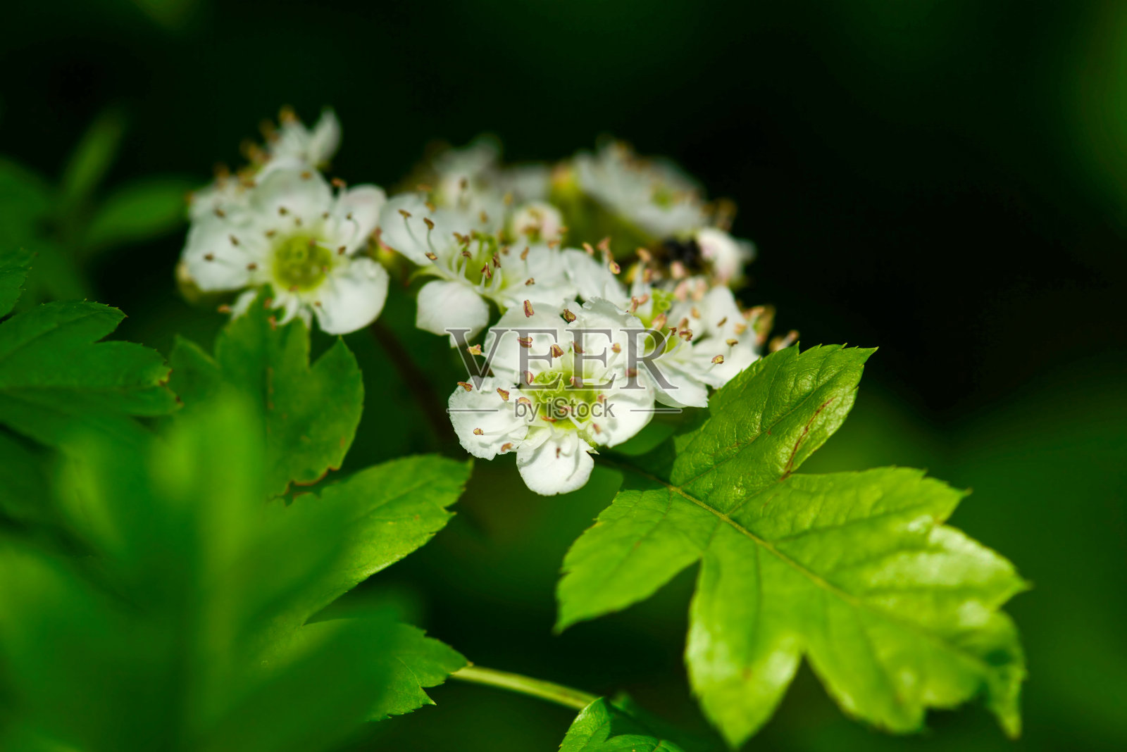 红山楂，叶片分裂呈锯齿状，枝干灰褐色带刺，五月开白花，秋季结红色小浆果，可作观赏和药用。摄于韩国。照片摄影图片