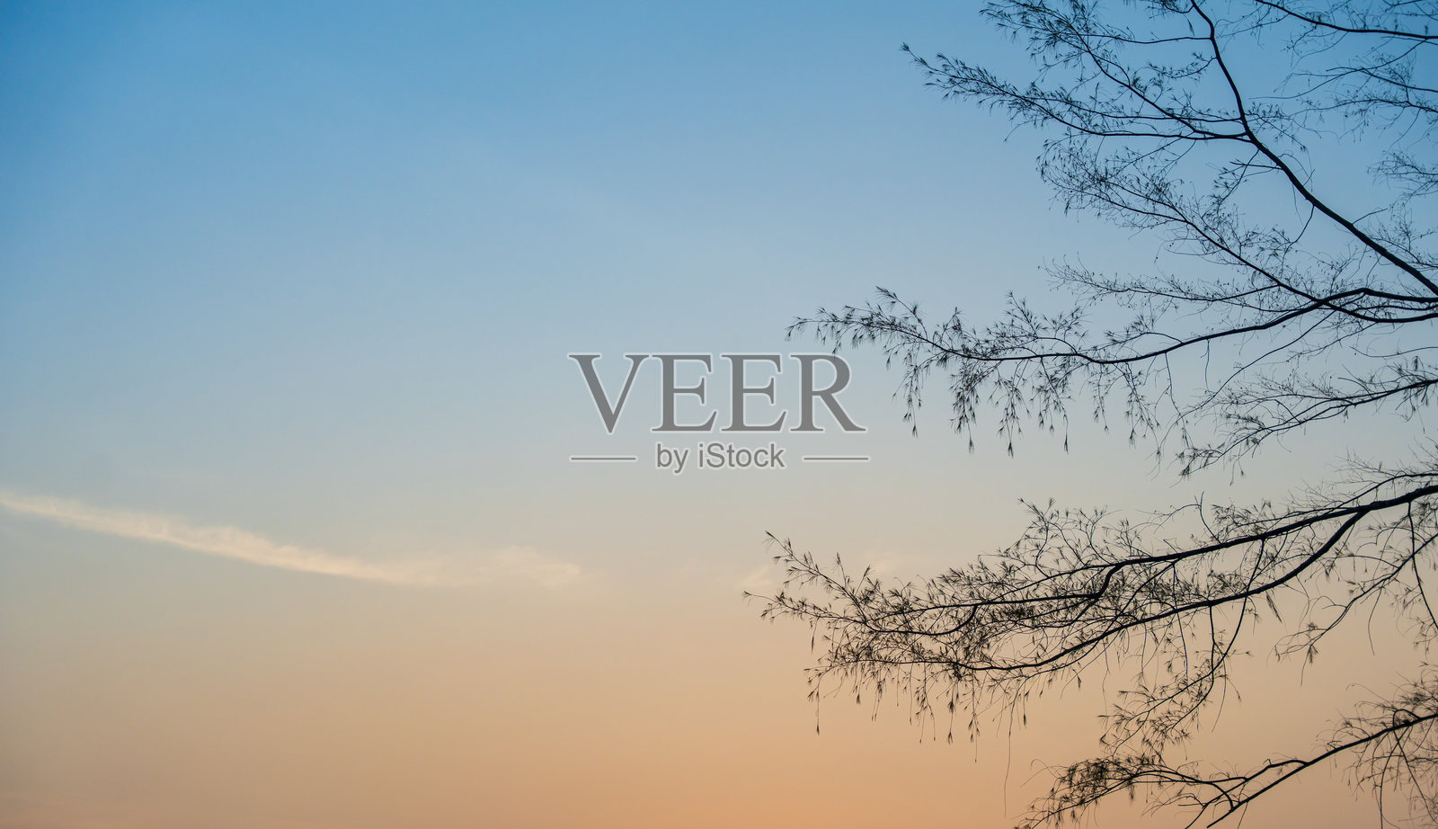 树枝在柔和的蓝橙色日出天空中形成剪影。照片摄影图片