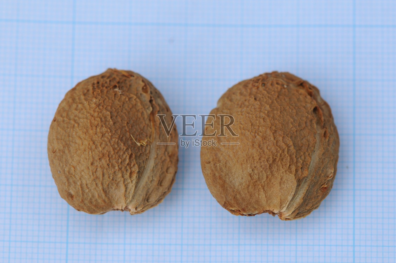 韩国温带地区生长的杏（Prunus armeniaca），花朵呈淡粉色，叶子宽卵形，夏季果实为黄色至红色的杏子。摄于韩国。照片摄影图片