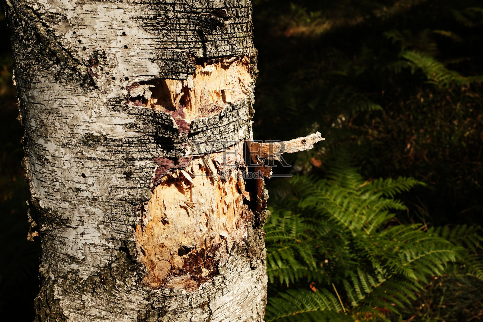 塞尔维亚迪夫奇巴雷森林中白桦树干特写，树皮剥落。自然的林地纹理。照片摄影图片