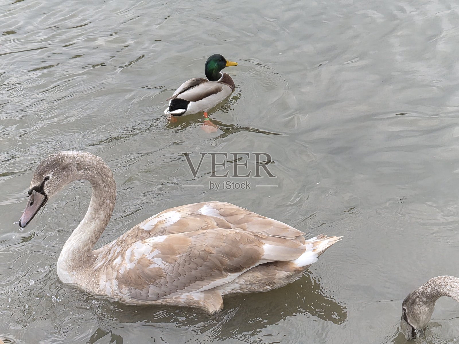 一只美丽的年轻天鹅。照片摄影图片