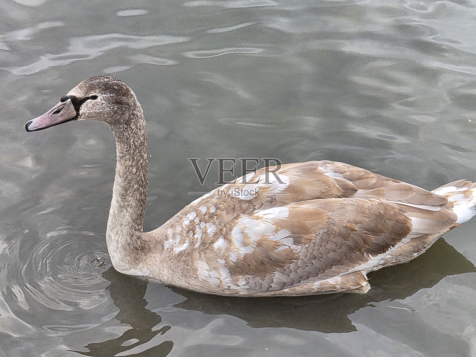 一只美丽而高贵的白天鹅。照片摄影图片