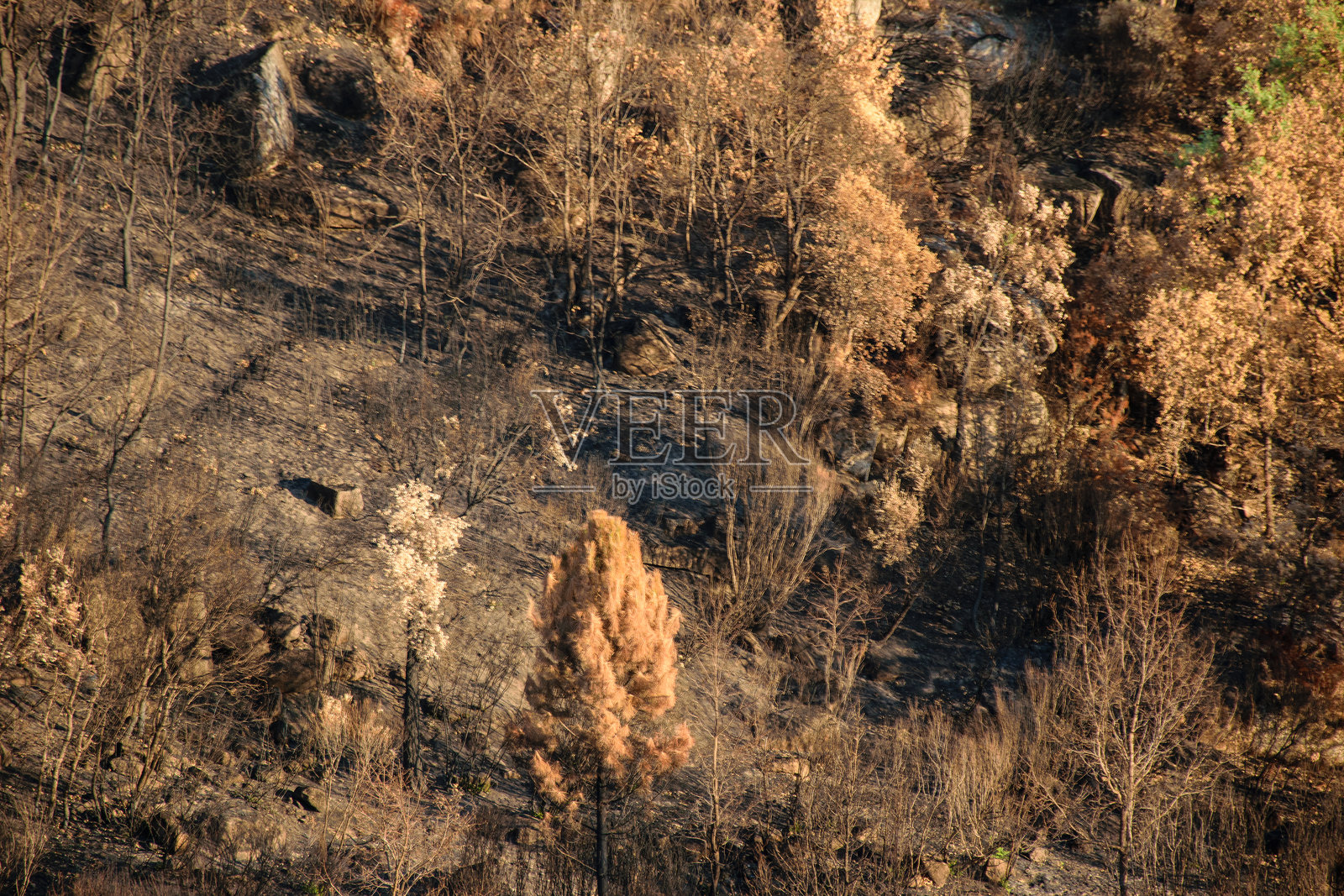 森林大火后烧焦的山坡，橙色的树木，灾后景象照片摄影图片