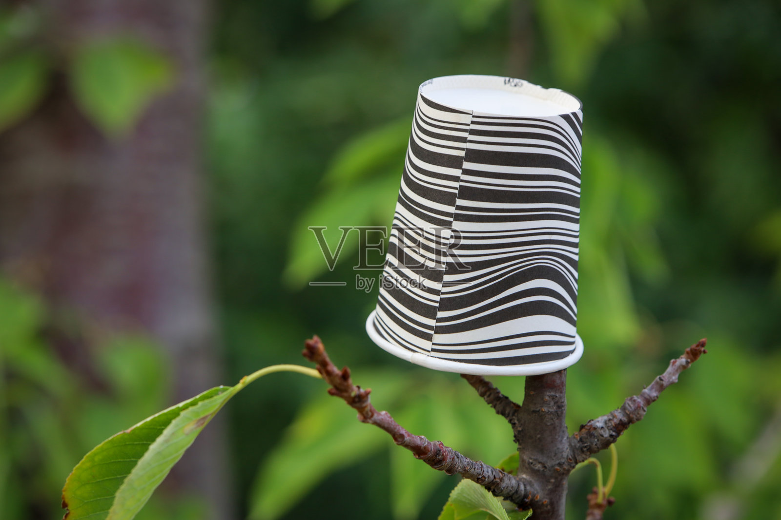 一个塑料杯放在树枝上照片摄影图片