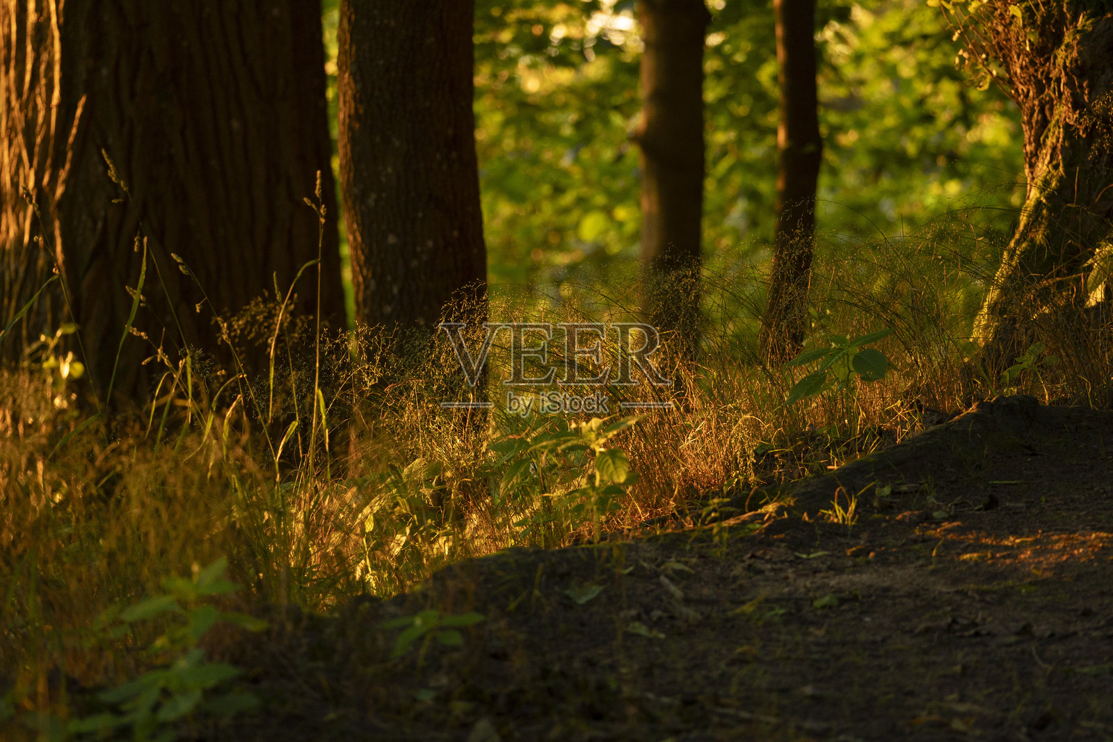 金色夏日晨曦映照下的美丽公园景色。照片摄影图片