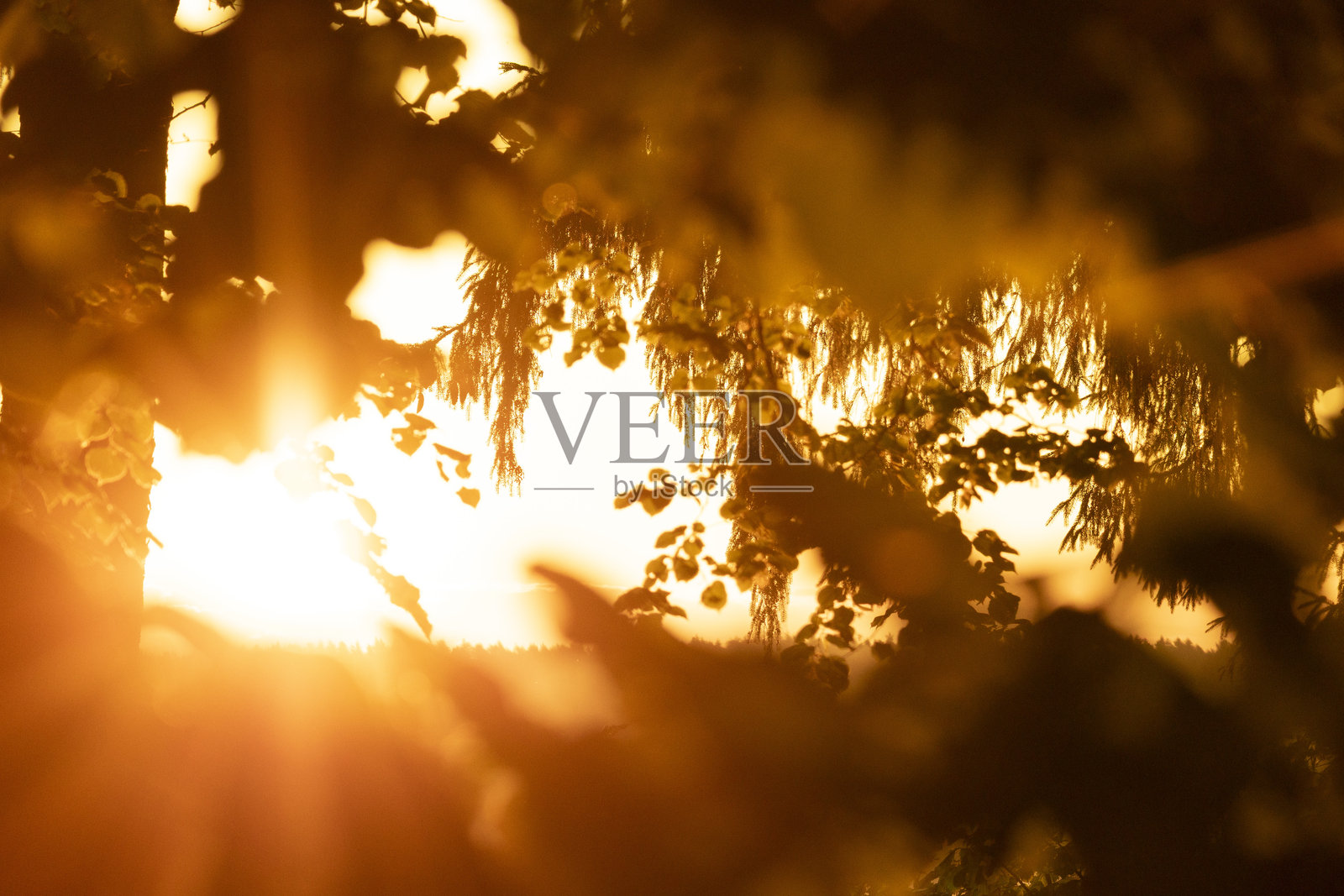 金色夏日晨曦中的美丽公园风光。照片摄影图片