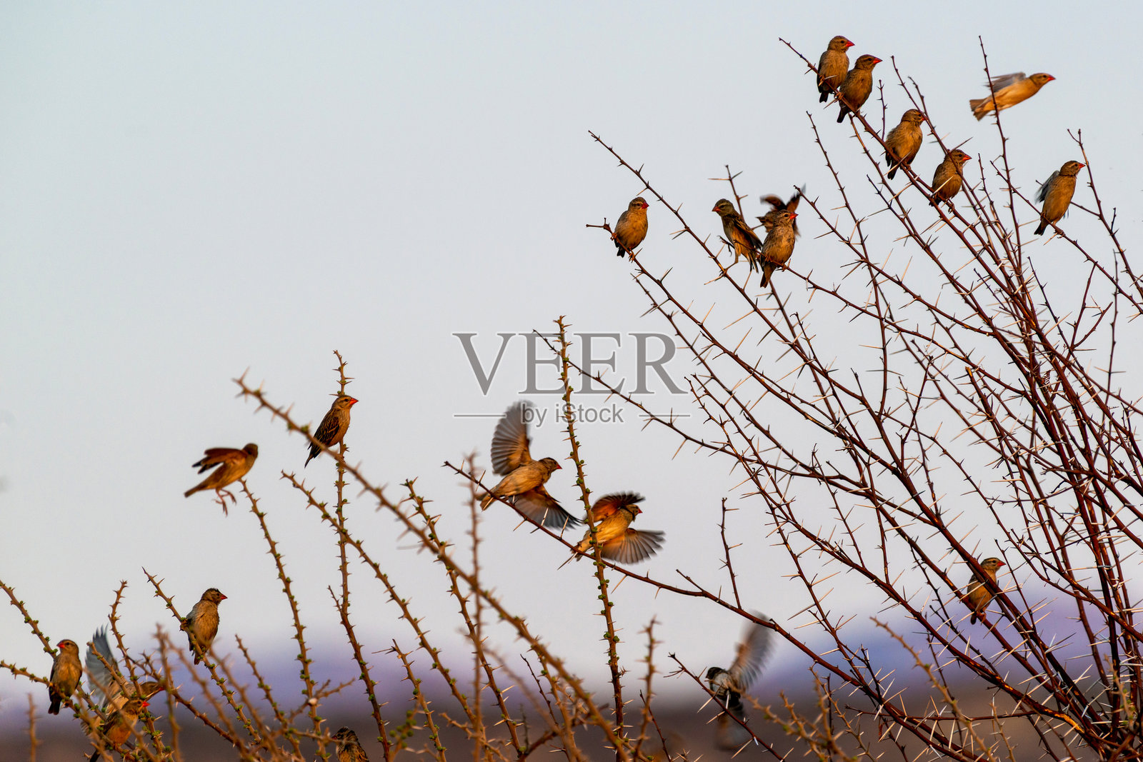 红嘴奎利亚鸟在日落时栖息在树上照片摄影图片