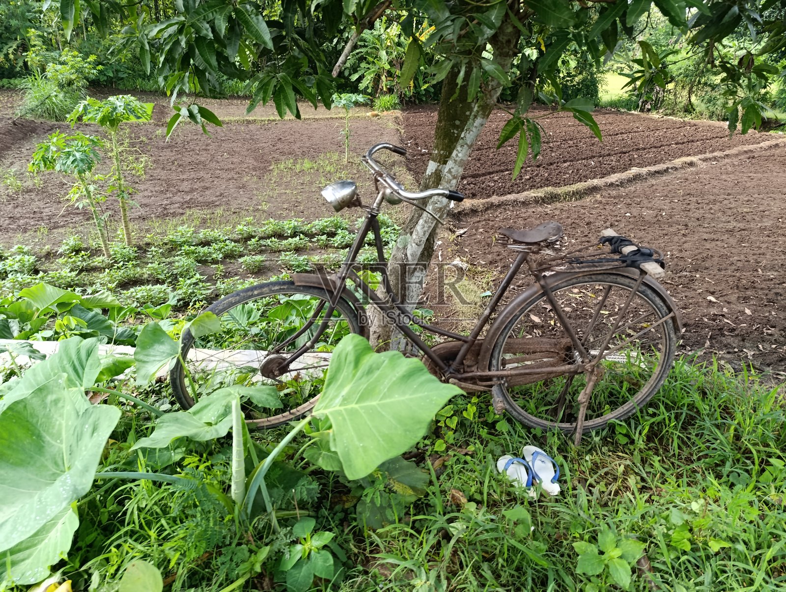 老旧生锈的自行车靠在一棵树上，停在田野里。复古交通工具。一辆经典的自行车停在农场里。一辆古董自行车斜靠在小树干上。照片摄影图片