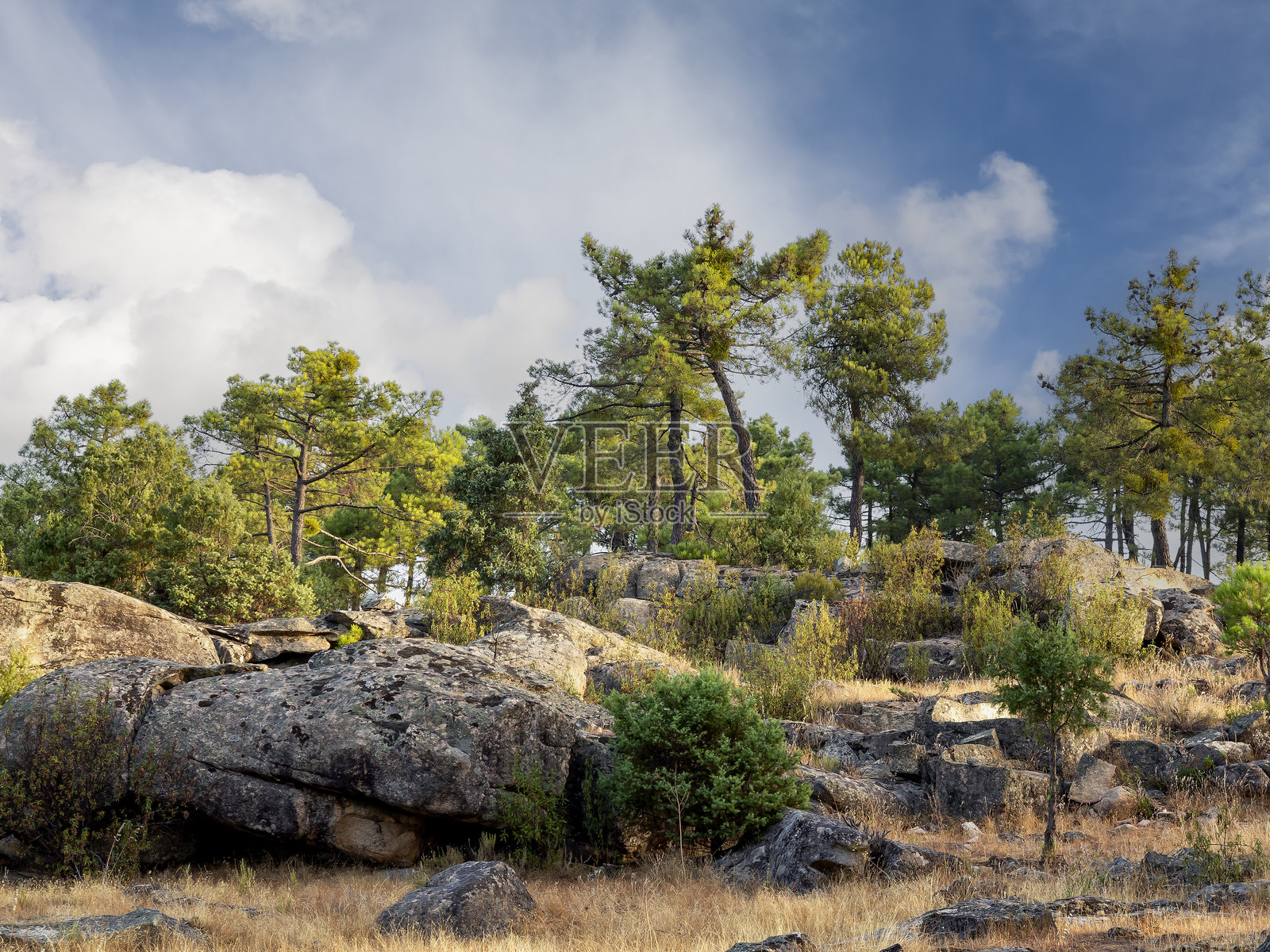 花岗岩和松树照片摄影图片