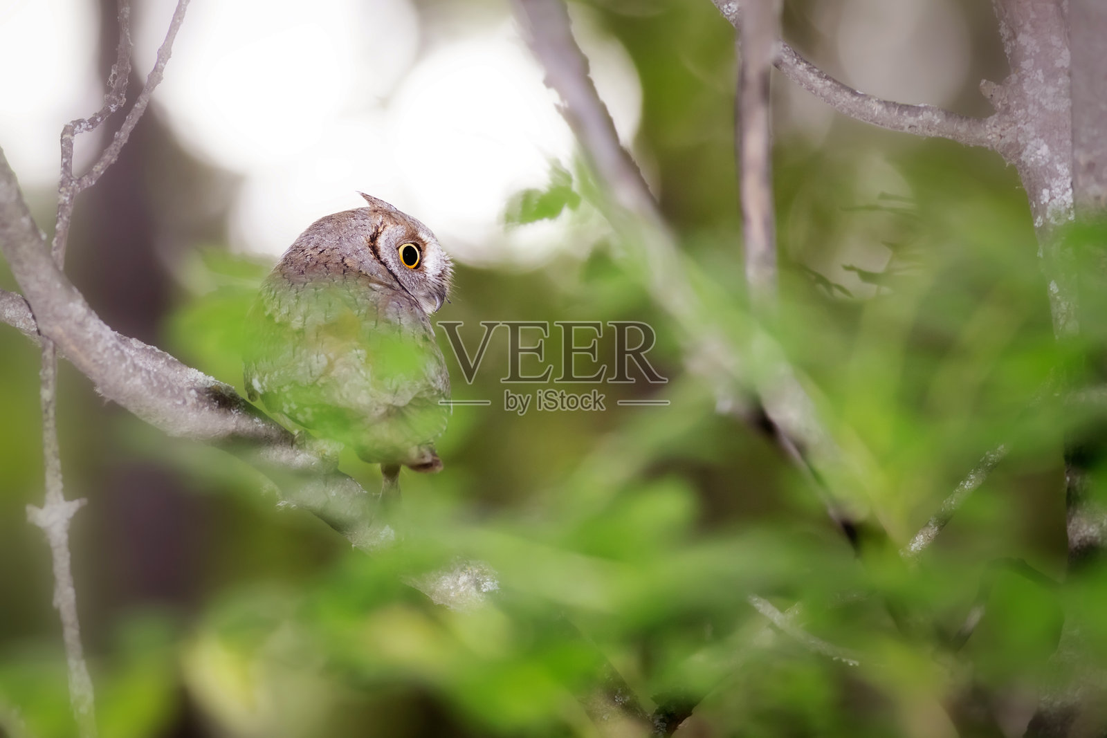 猫头鹰。欧亚鸱鸮。(Otus scops)。自然背景。照片摄影图片