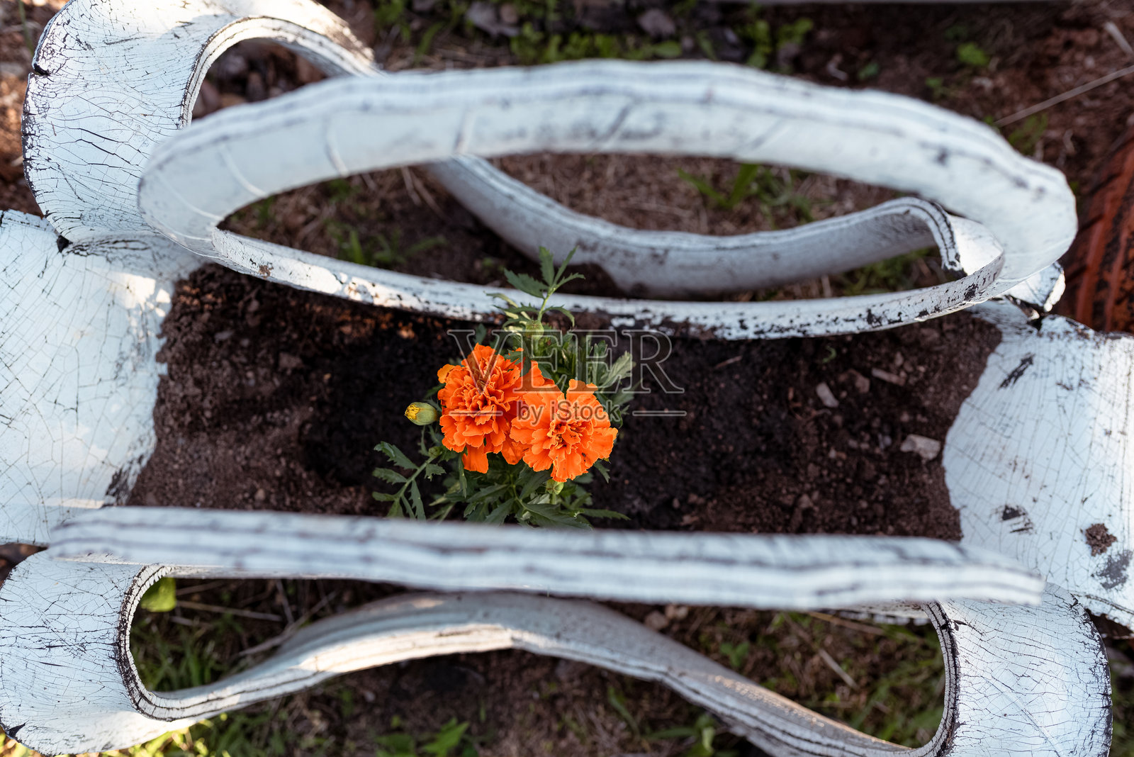 轮胎里种的花照片摄影图片