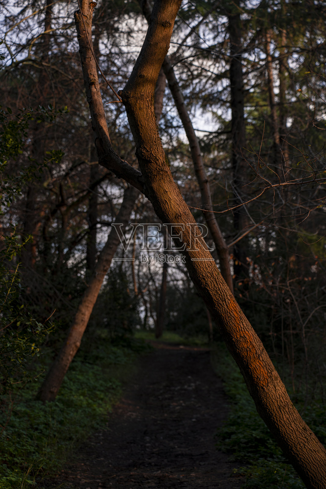 伊斯坦布尔瓦利德巴格树林的安静森林中交叉的树干照片摄影图片
