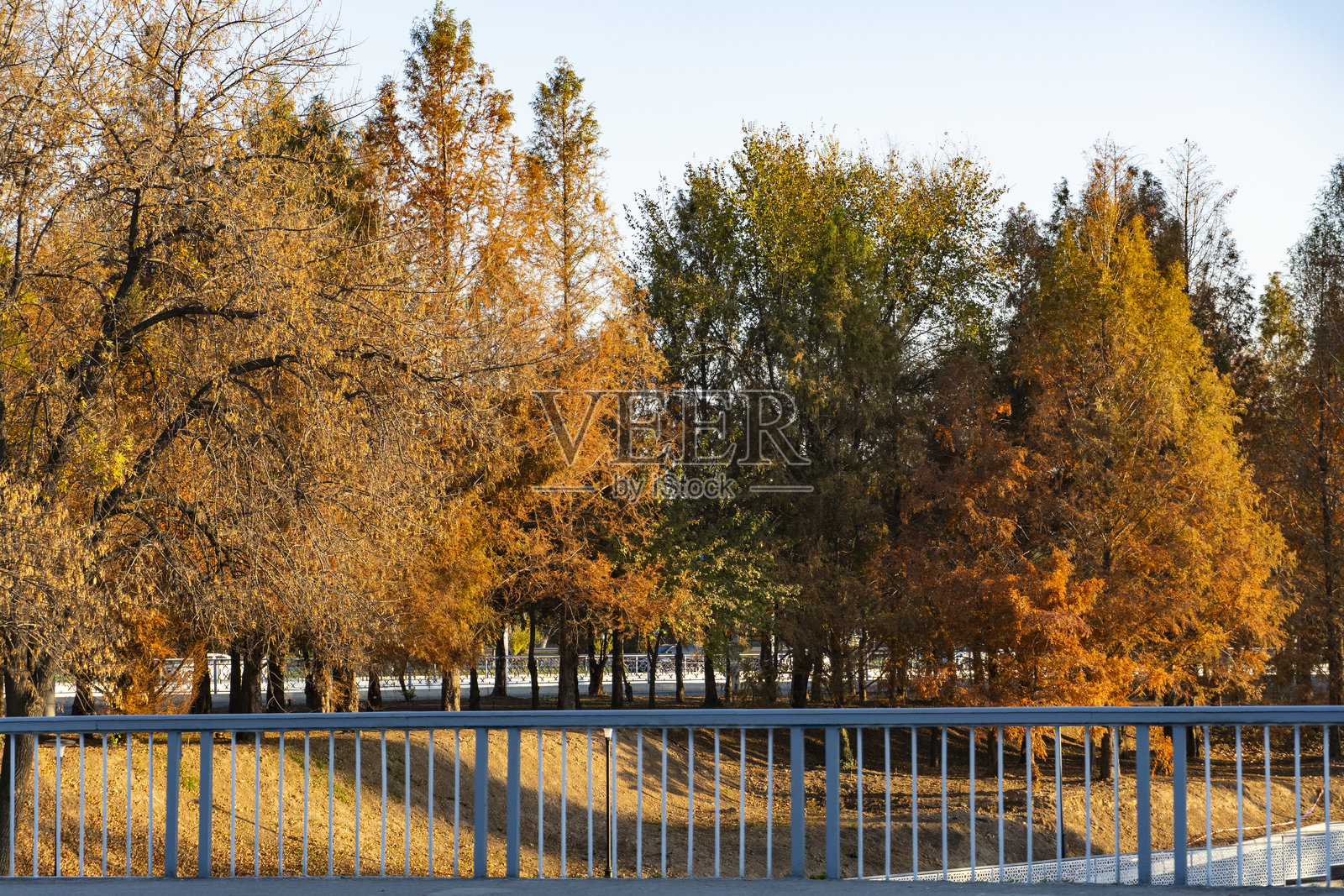 秋日树木覆盖的行人桥照片摄影图片